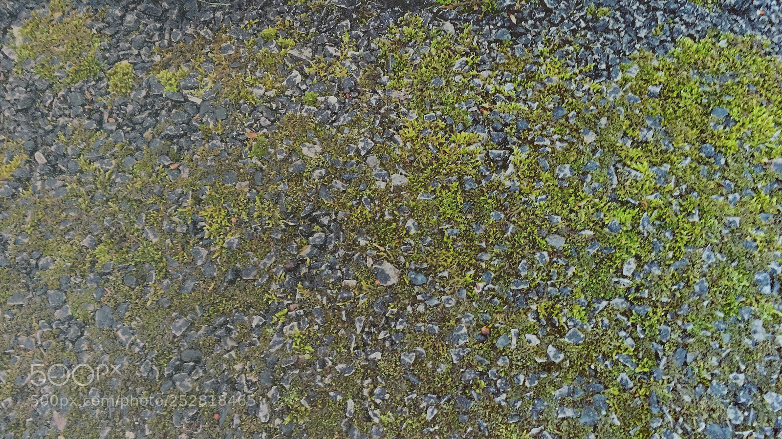 Apple iPhone 6s sample photo. Asphault moss.  photography