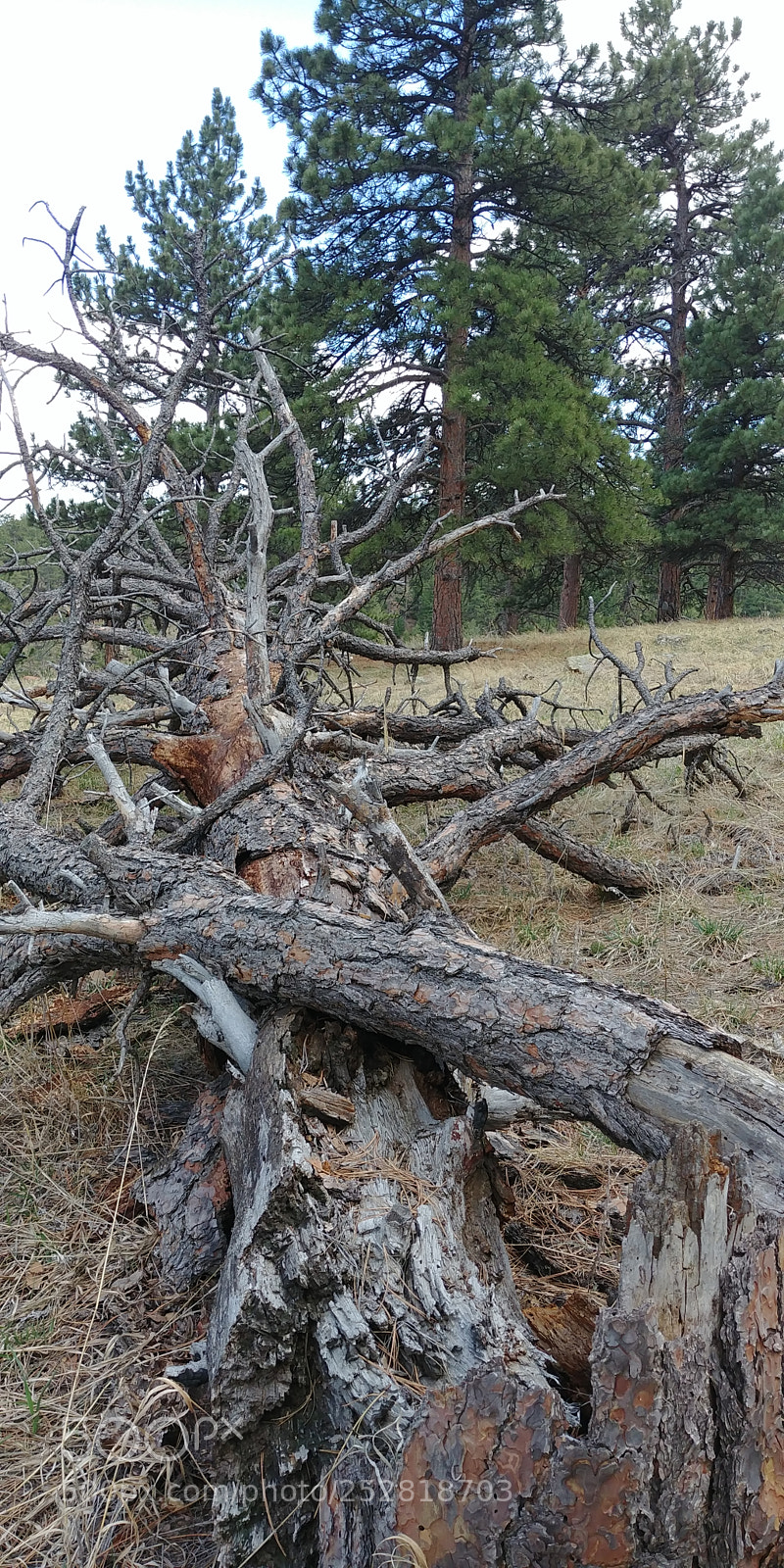 LG G6 sample photo. Untitled photography