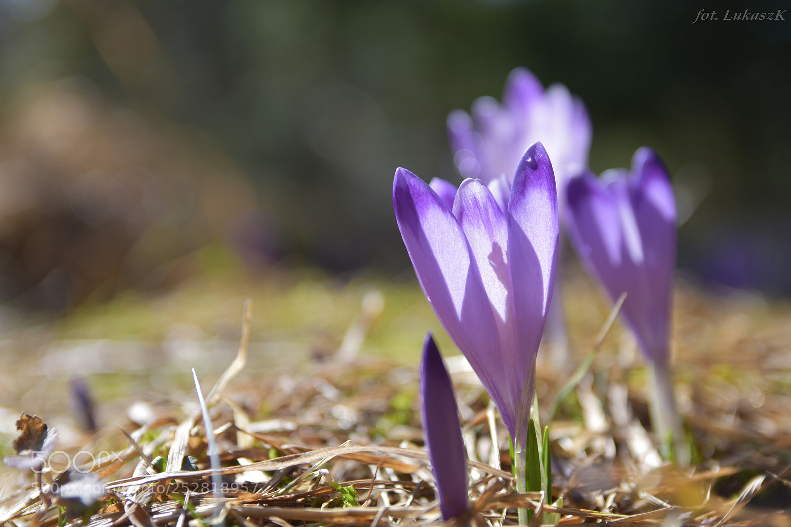 Nikon D7200 sample photo. Chochołowskie krokusy ii photography