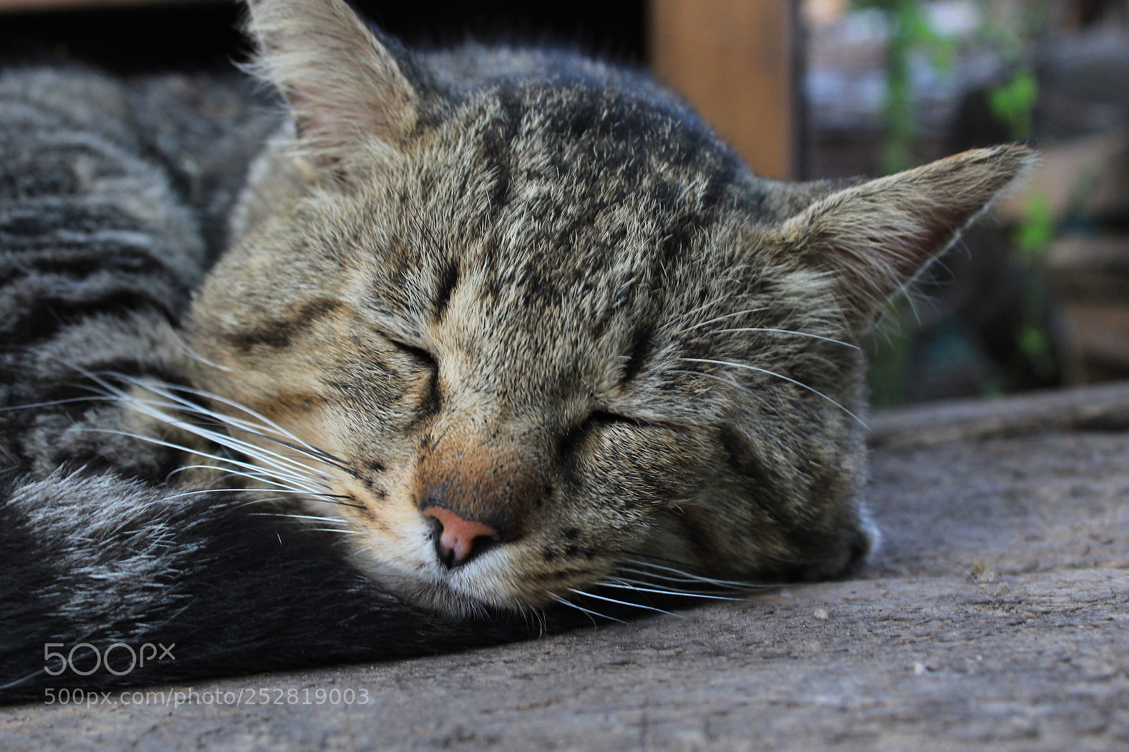 Canon EOS 1300D (EOS Rebel T6 / EOS Kiss X80) sample photo. Img photography