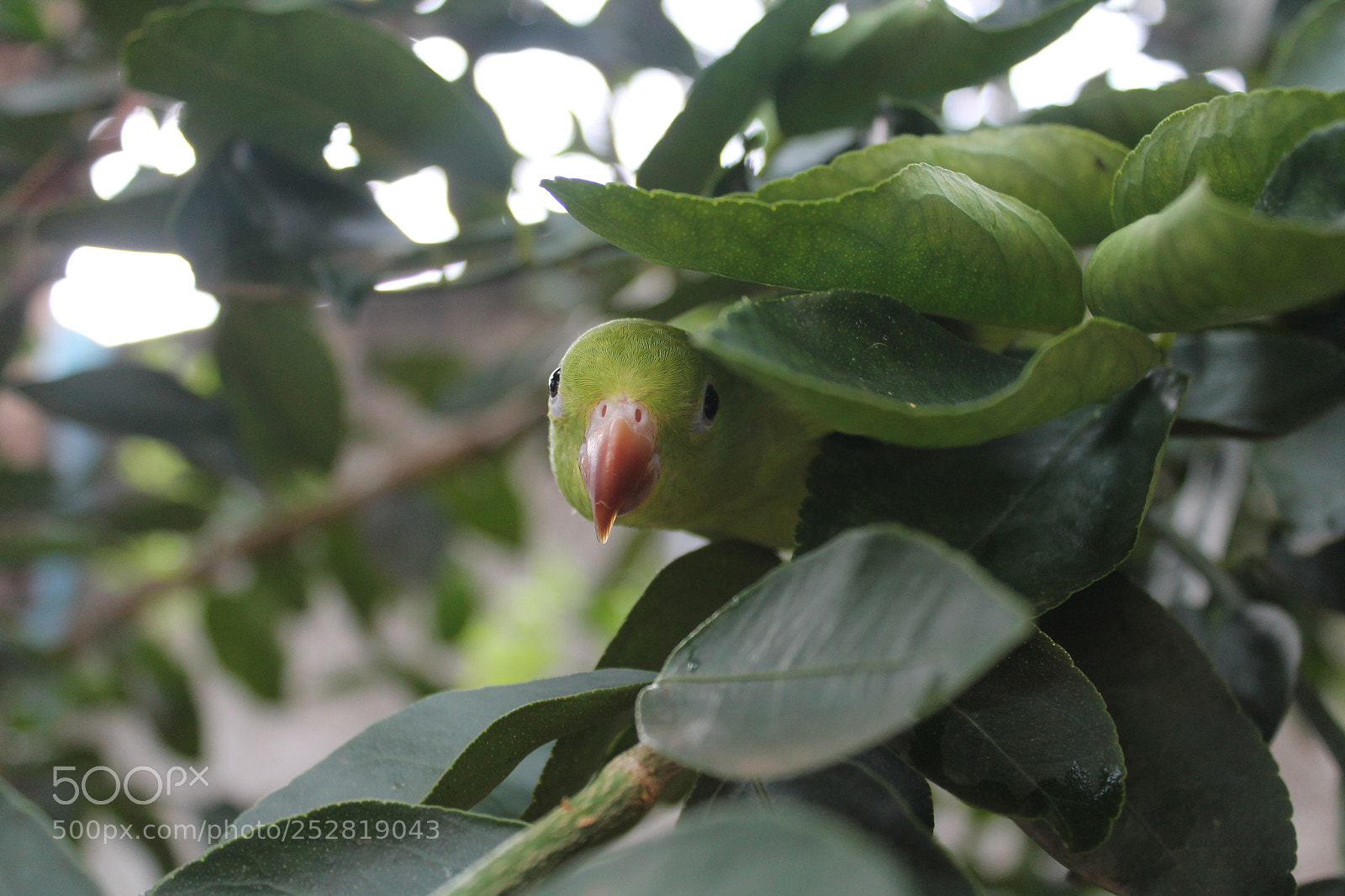 Canon EOS 1100D (EOS Rebel T3 / EOS Kiss X50) sample photo. Natureza photography