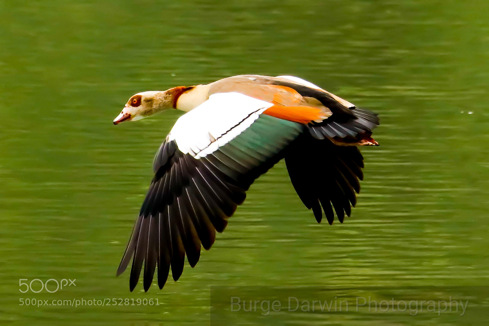 Canon EOS 80D sample photo. Egyptian goose photography