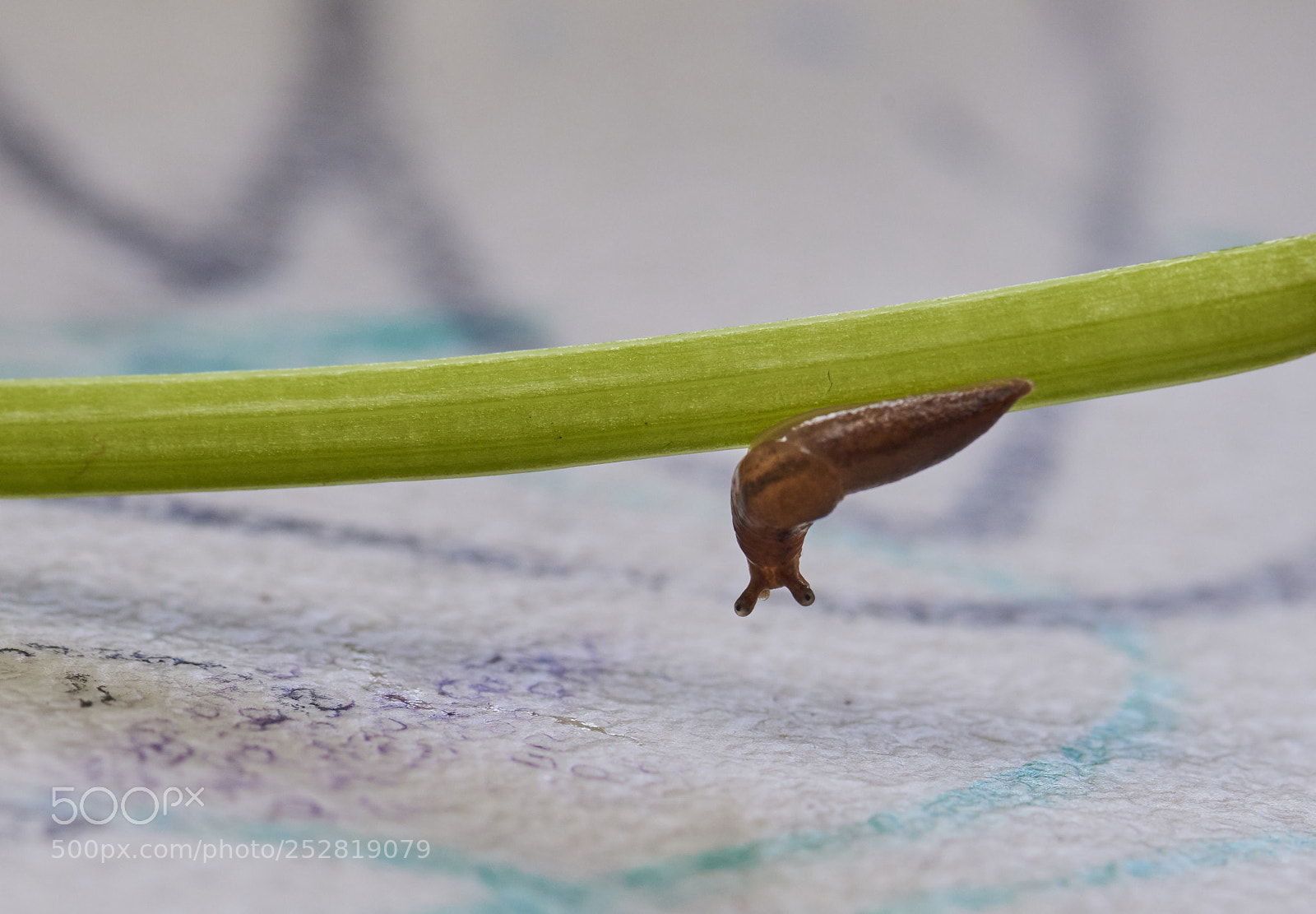 Nikon D810 sample photo. Snail photography
