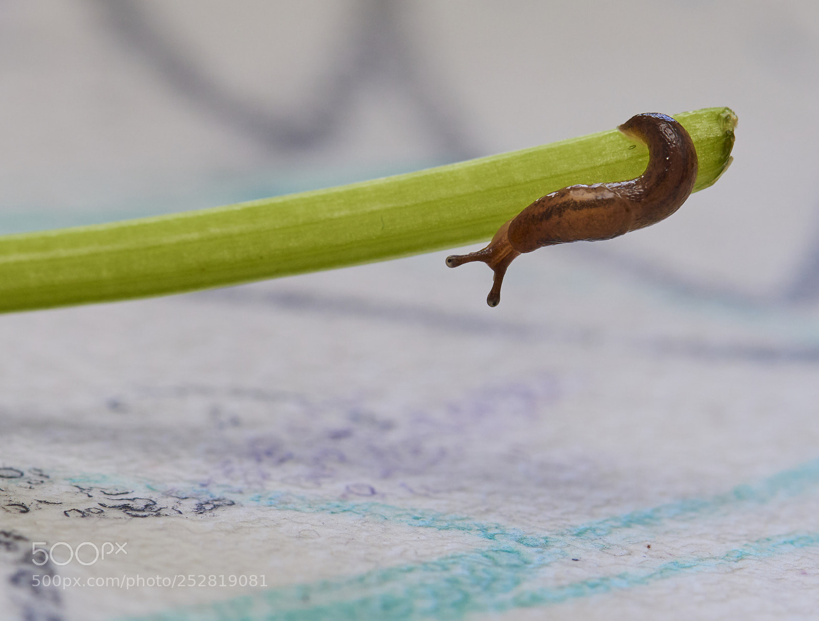 Nikon D810 sample photo. Snail photography