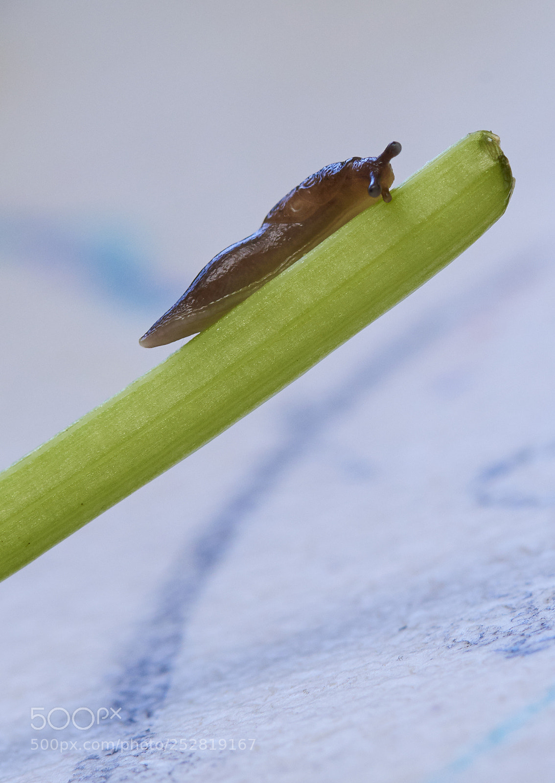 Nikon D810 sample photo. Snail photography