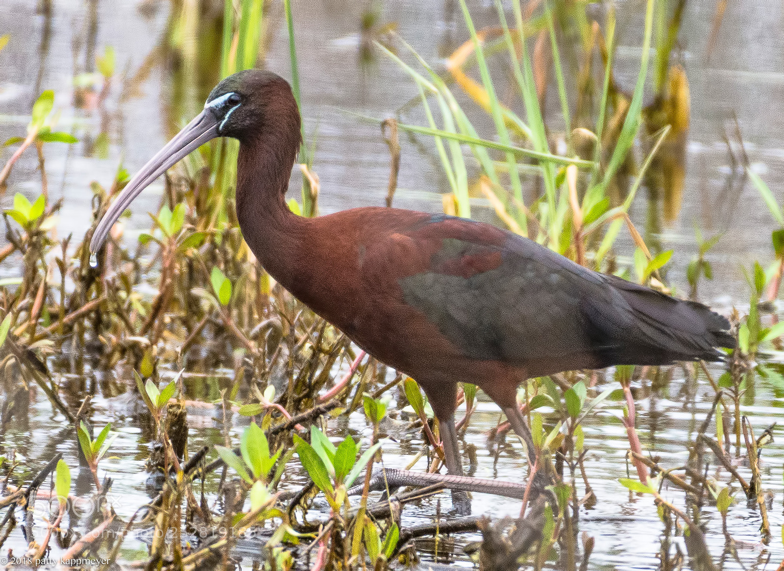 Nikon D7200 sample photo. Glossy ibis photography