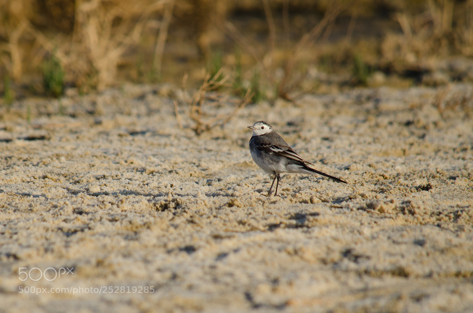 Nikon D7000 sample photo. Wagtail photography