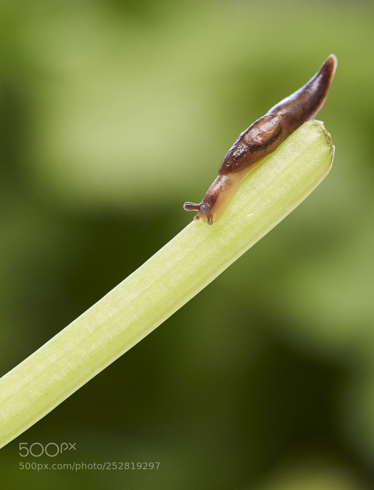 Nikon D810 sample photo. Snail photography