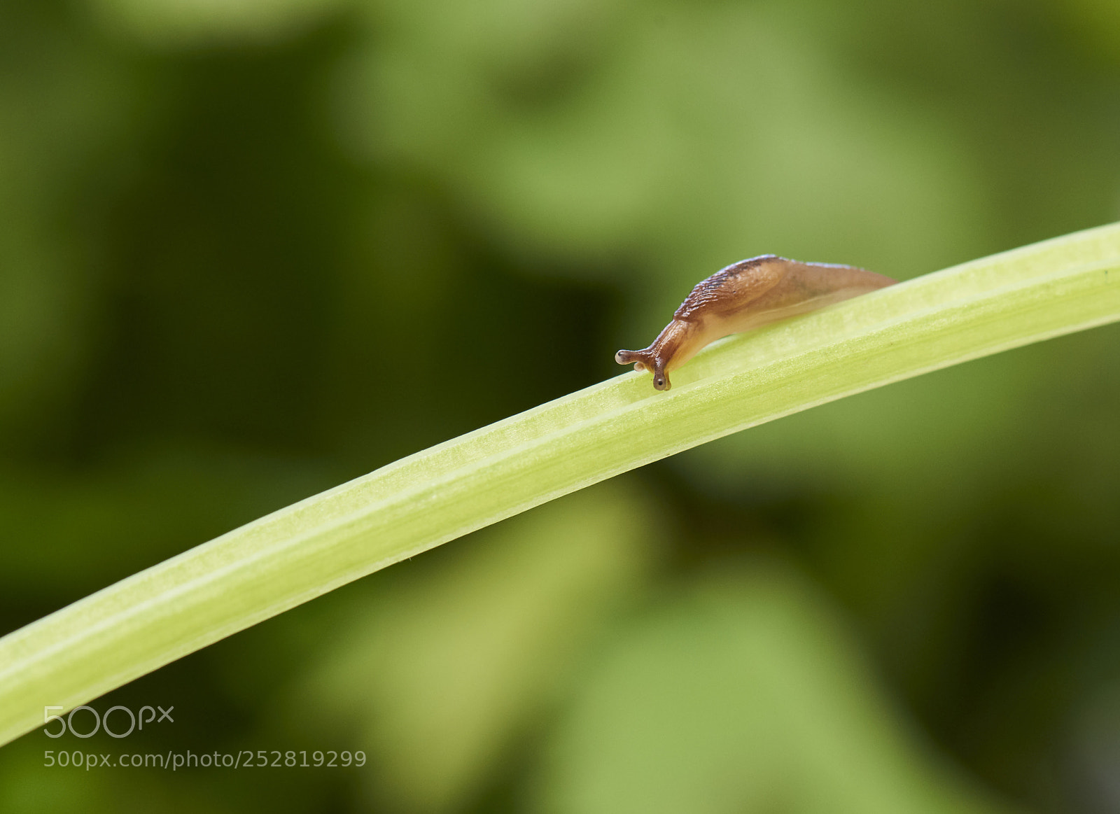 Nikon D810 sample photo. Snail photography
