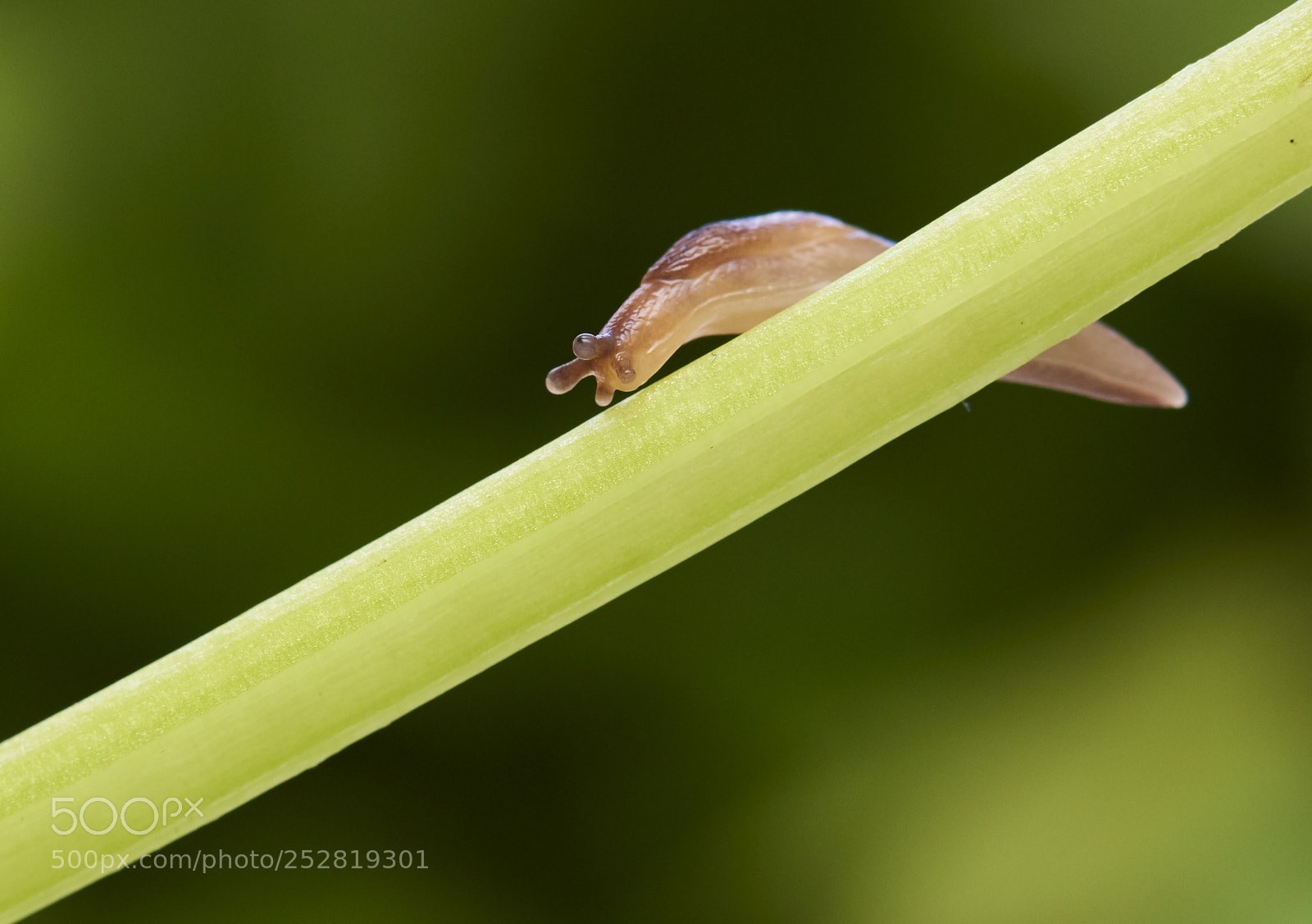 Nikon D810 sample photo. Snail photography