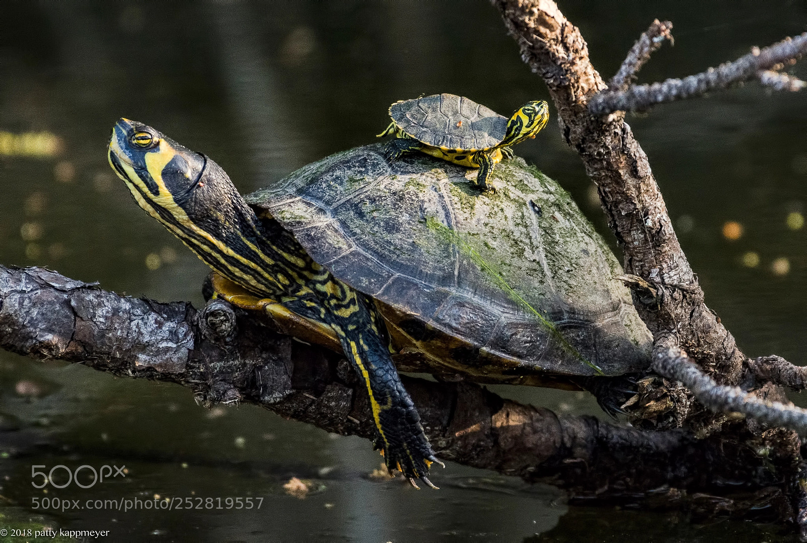 Nikon D7200 sample photo. Pond slider turtles photography