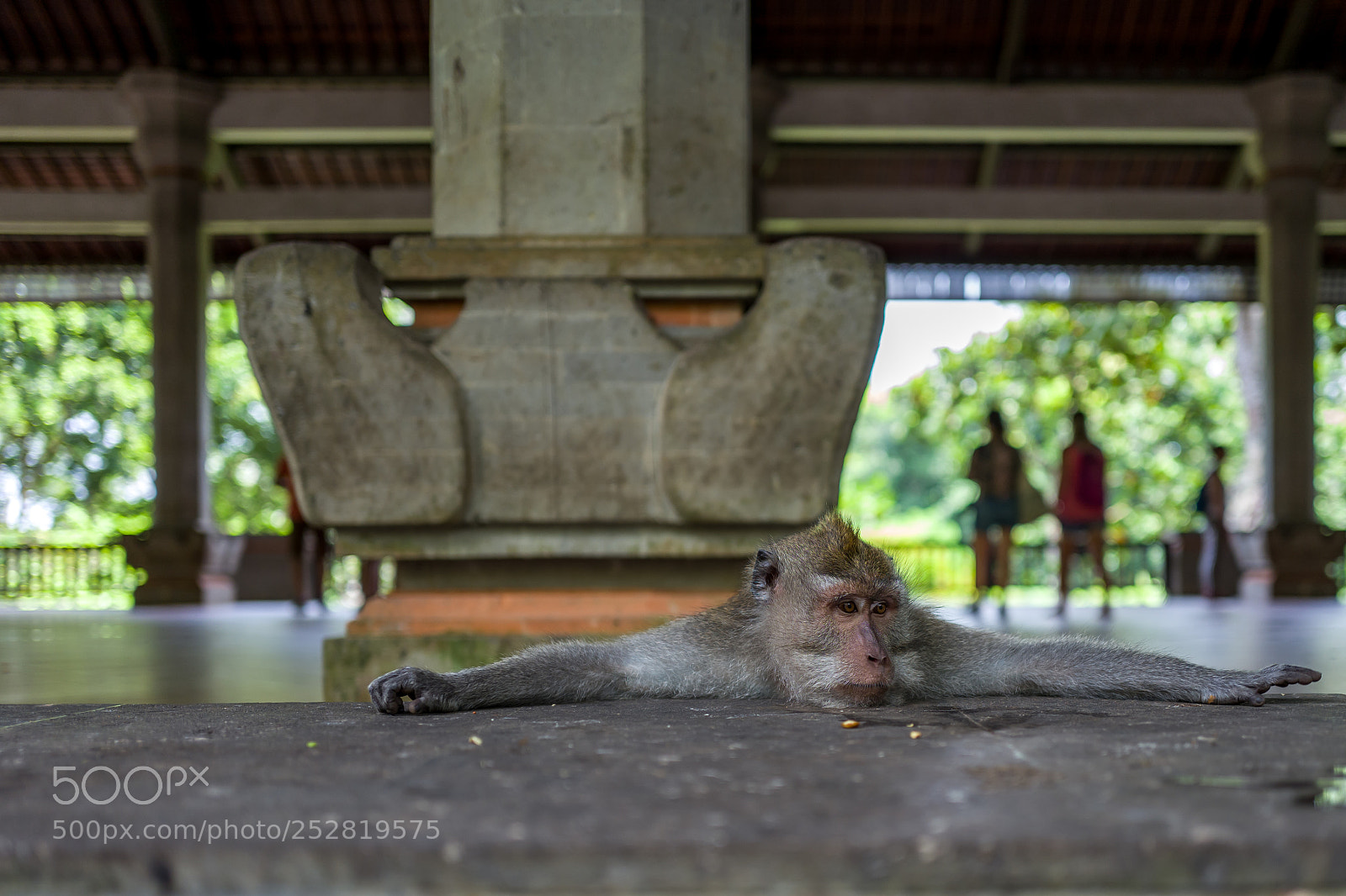 Leica Q (Typ 116) sample photo. Monkey in ubud monkey photography