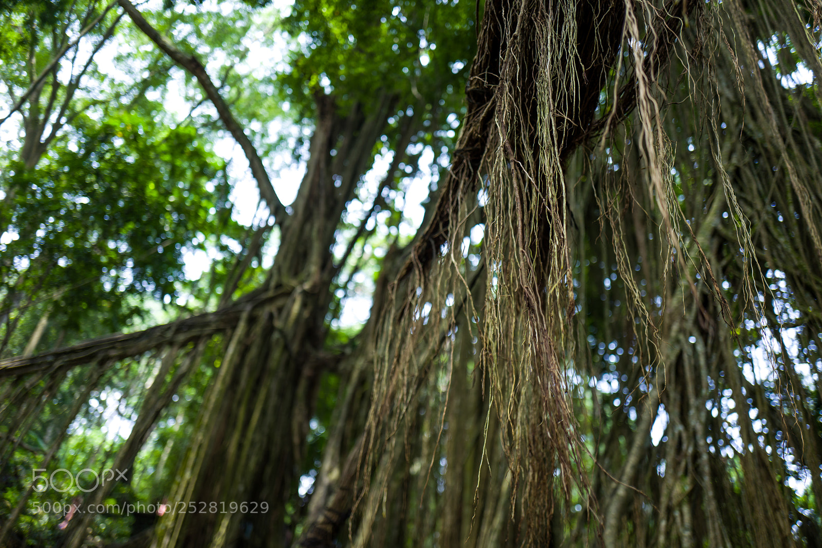 Leica Q (Typ 116) sample photo. Tees at ubud monkey photography