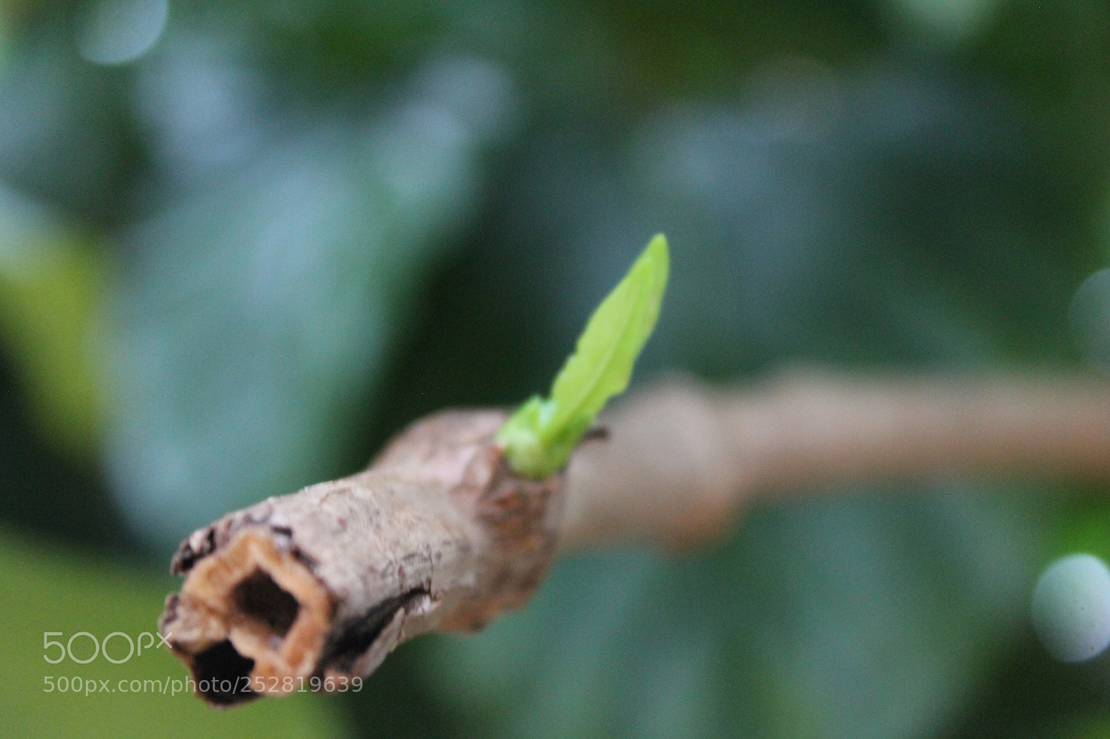 Canon EOS 1100D (EOS Rebel T3 / EOS Kiss X50) sample photo. Broto photography
