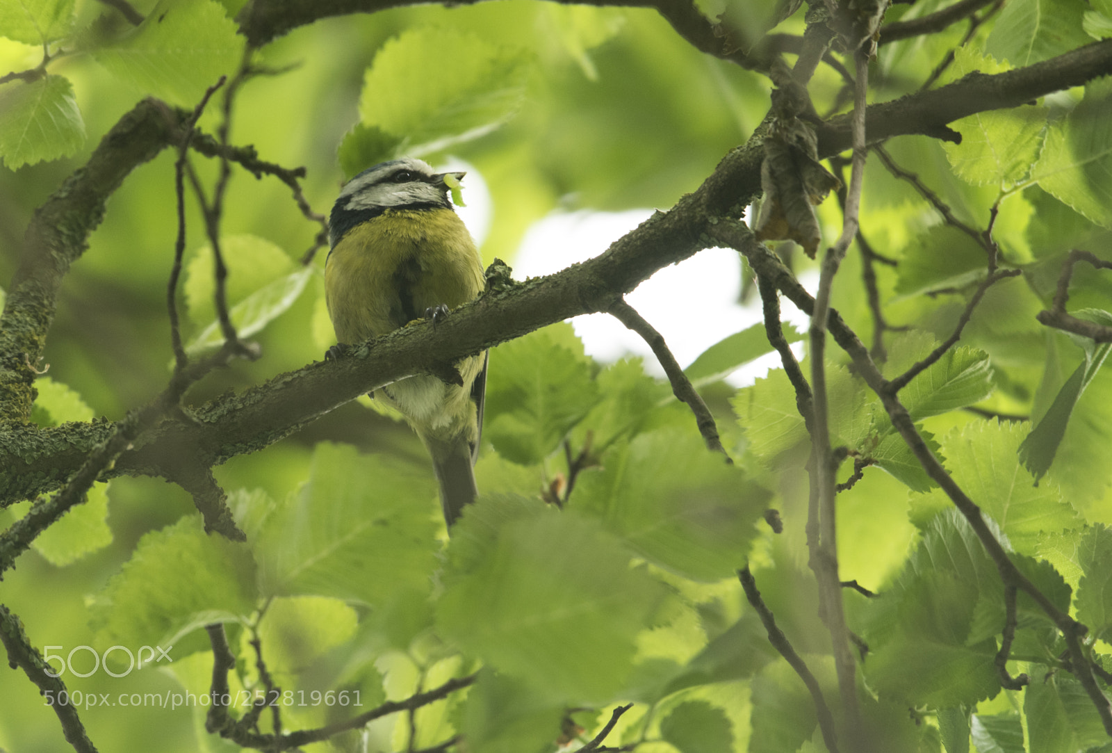 Nikon D500 sample photo. Go green and eat photography