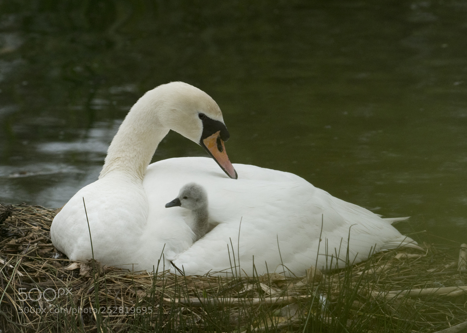 Nikon D500 sample photo. The first look of photography