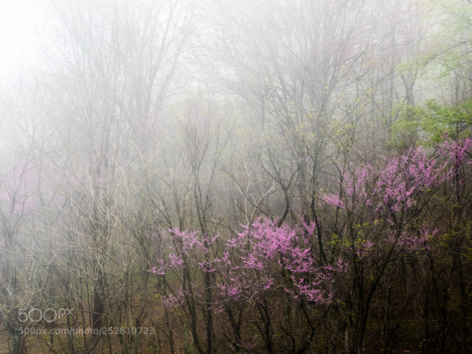 Olympus OM-D E-M1 Mark II sample photo. Untitled photography