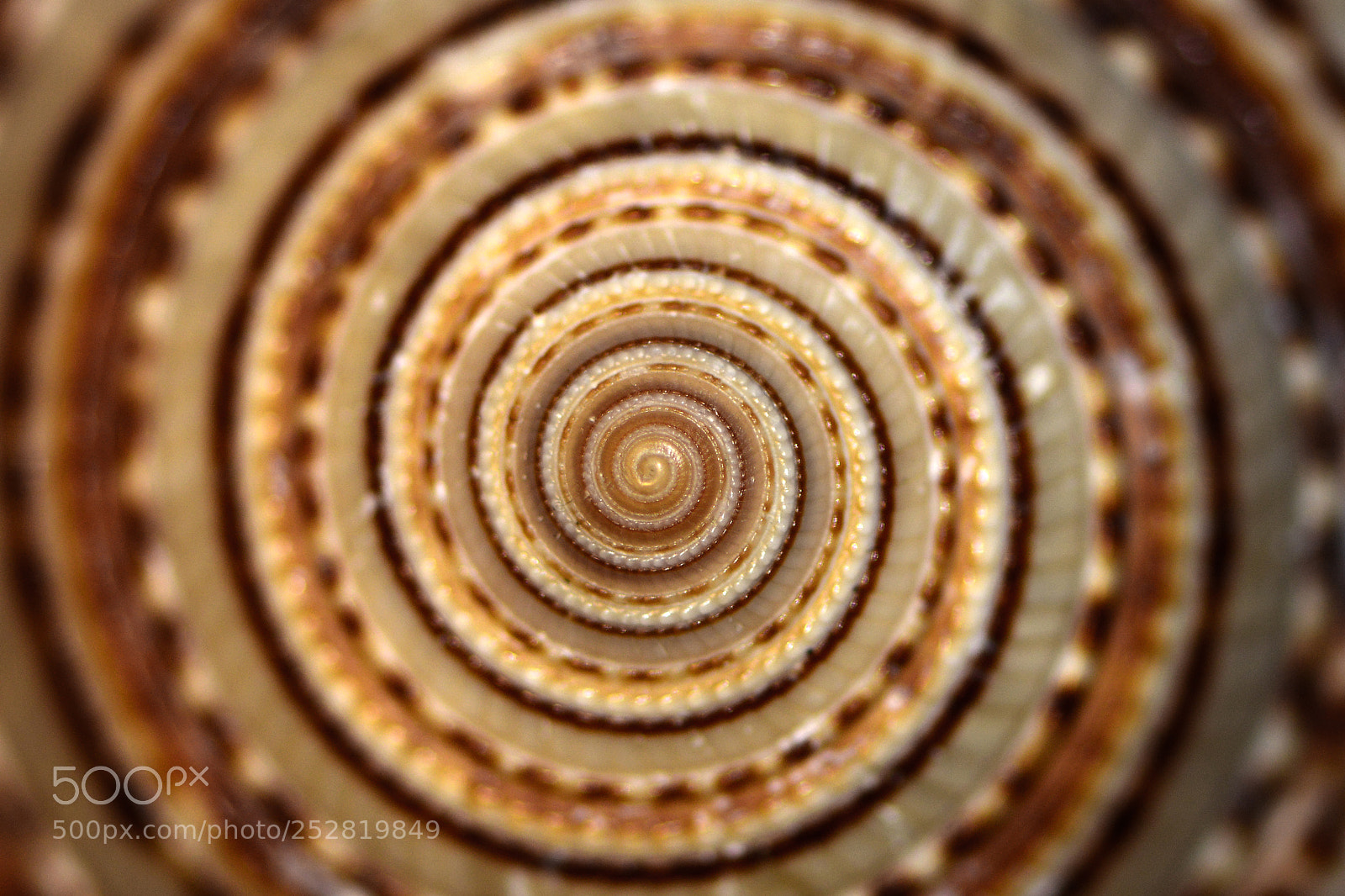 Nikon D800 sample photo. Hypnotic photography