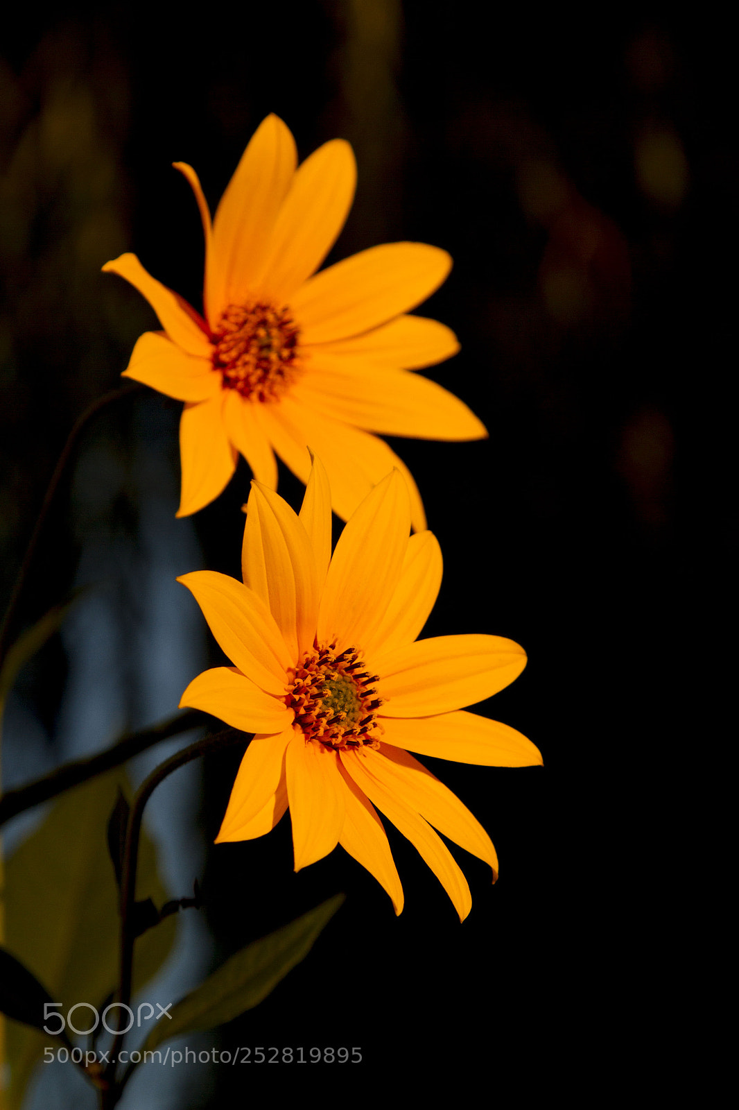 Canon EOS 7D sample photo. Two photography