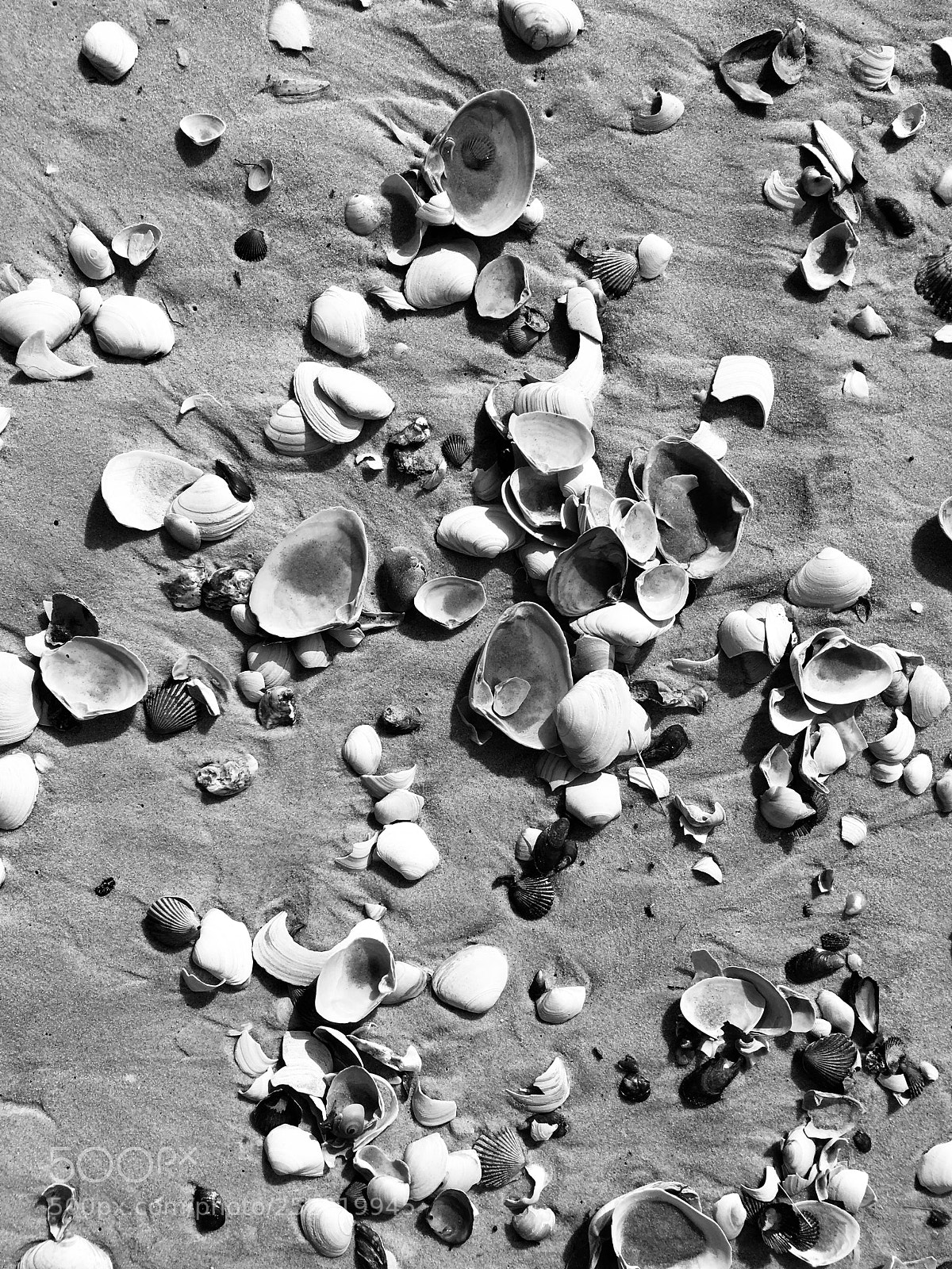 Apple iPhone 6s sample photo. Shell game pt 2 photography