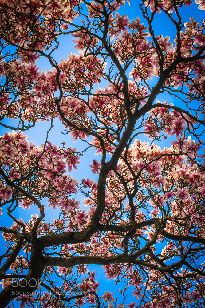 Nikon D850 sample photo. Springtime photography