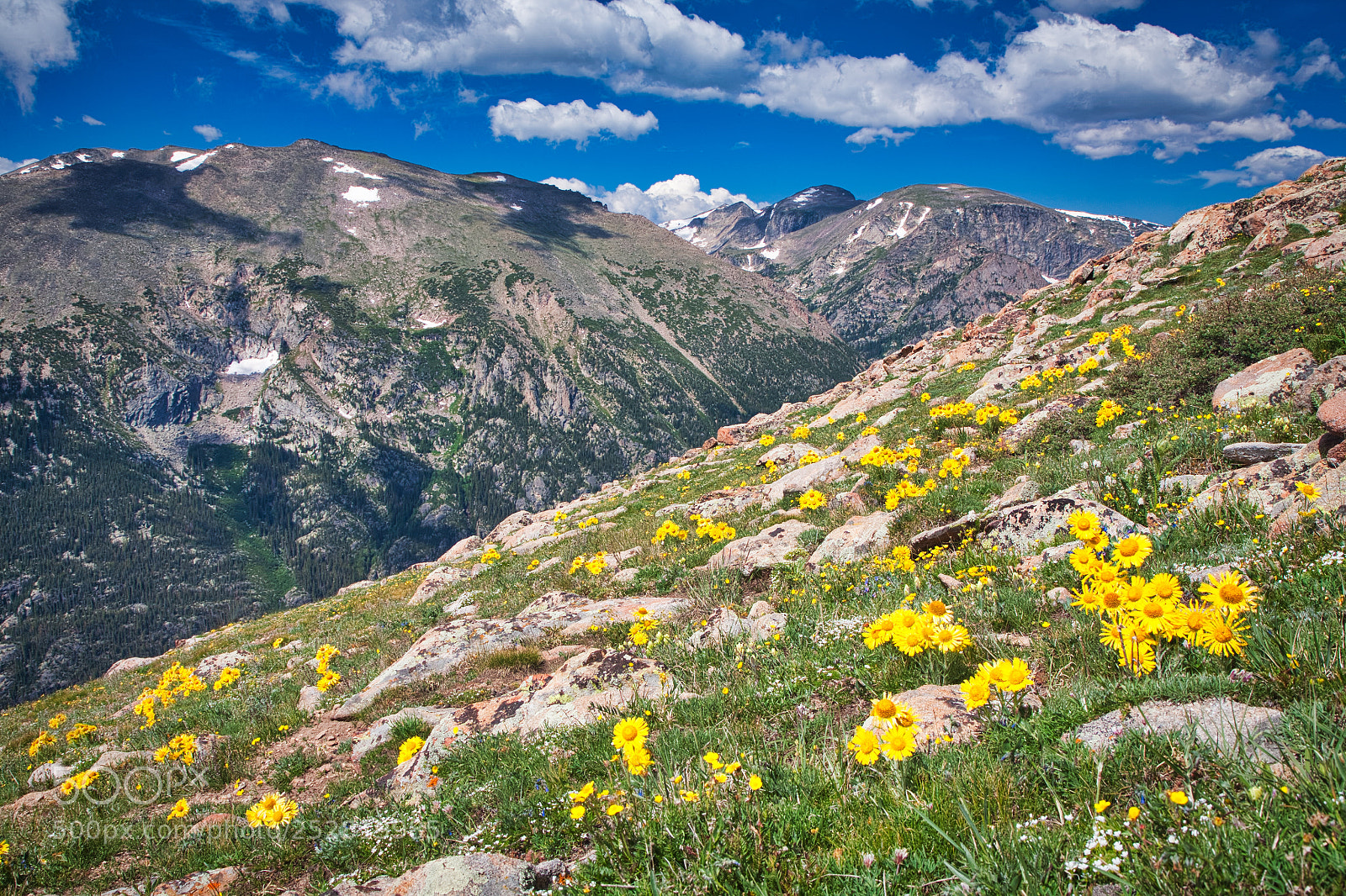 Canon EOS 5D sample photo. Alpine sunflowers photography