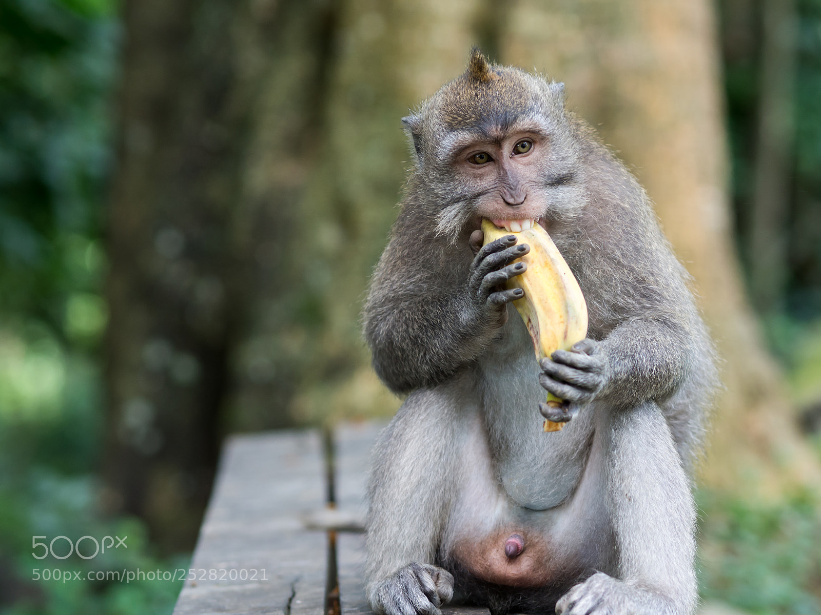 Olympus OM-D E-M10 II sample photo. Monkey in ubud monkey photography