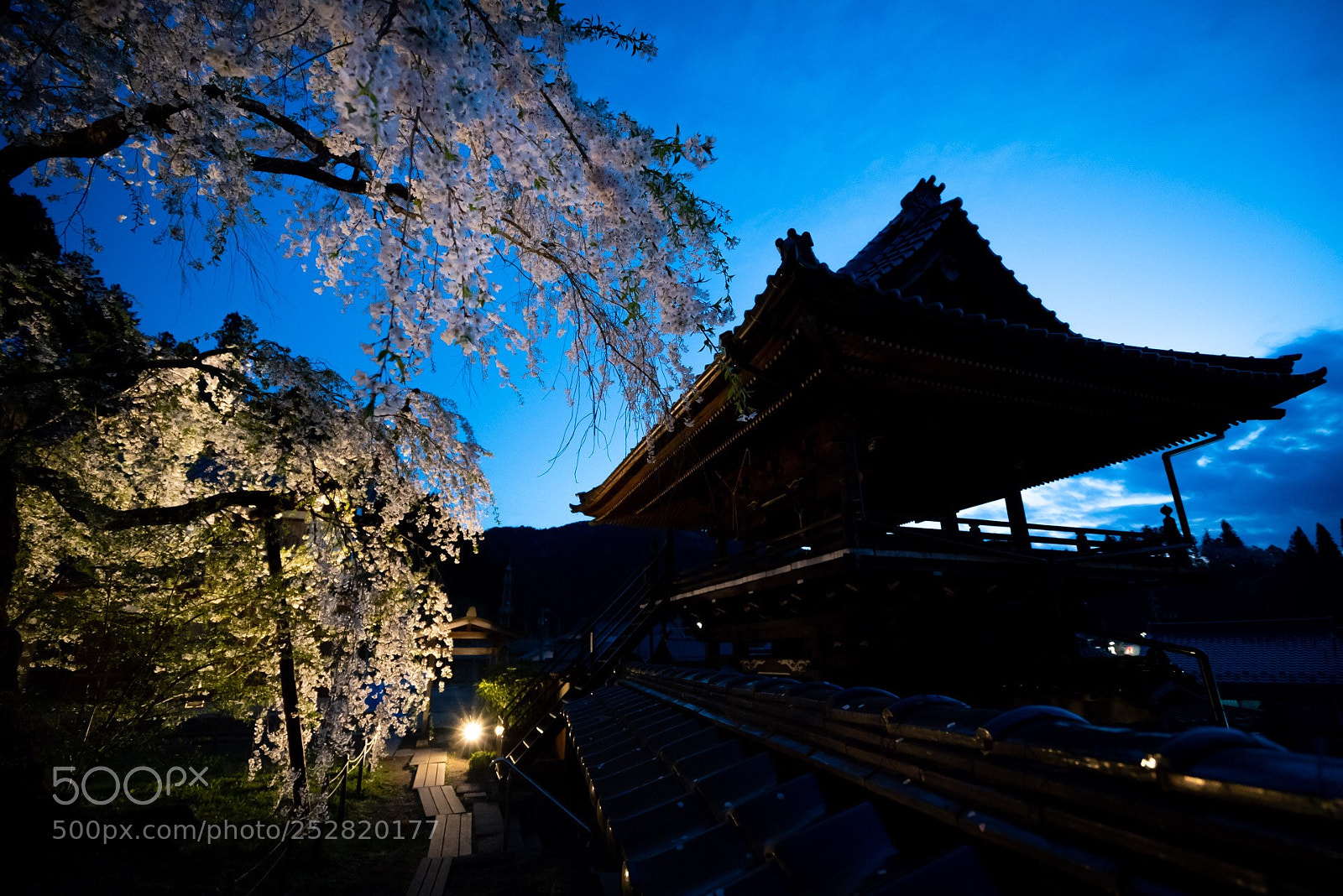 Sony a7R III sample photo. Sakura and temple photography