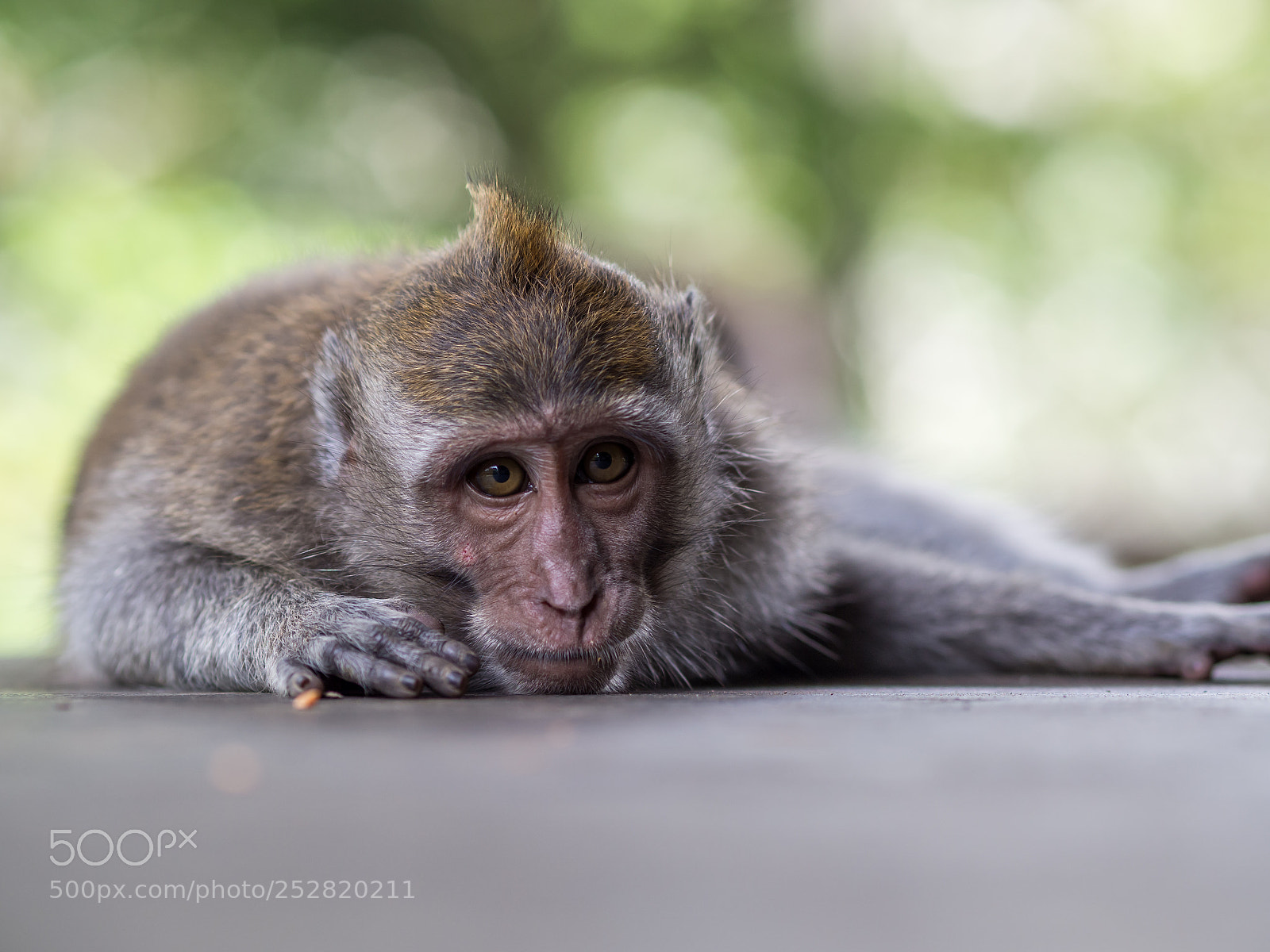 Olympus OM-D E-M10 II sample photo. Monkey in ubud monkey photography