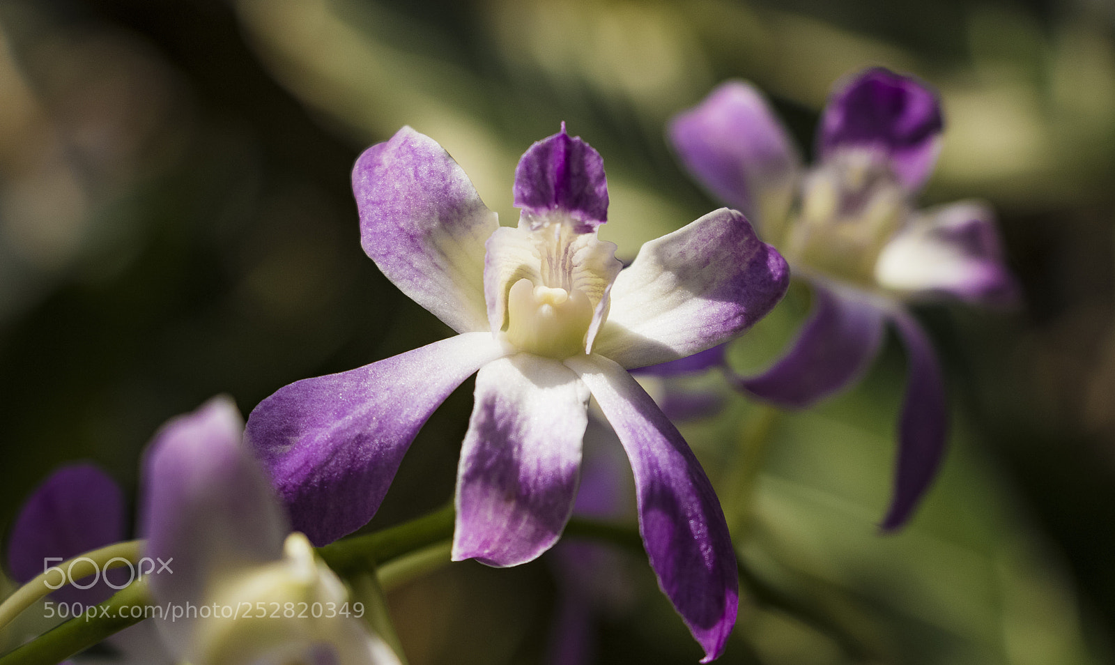 Canon EOS 800D (EOS Rebel T7i / EOS Kiss X9i) sample photo. Violet orchids photography