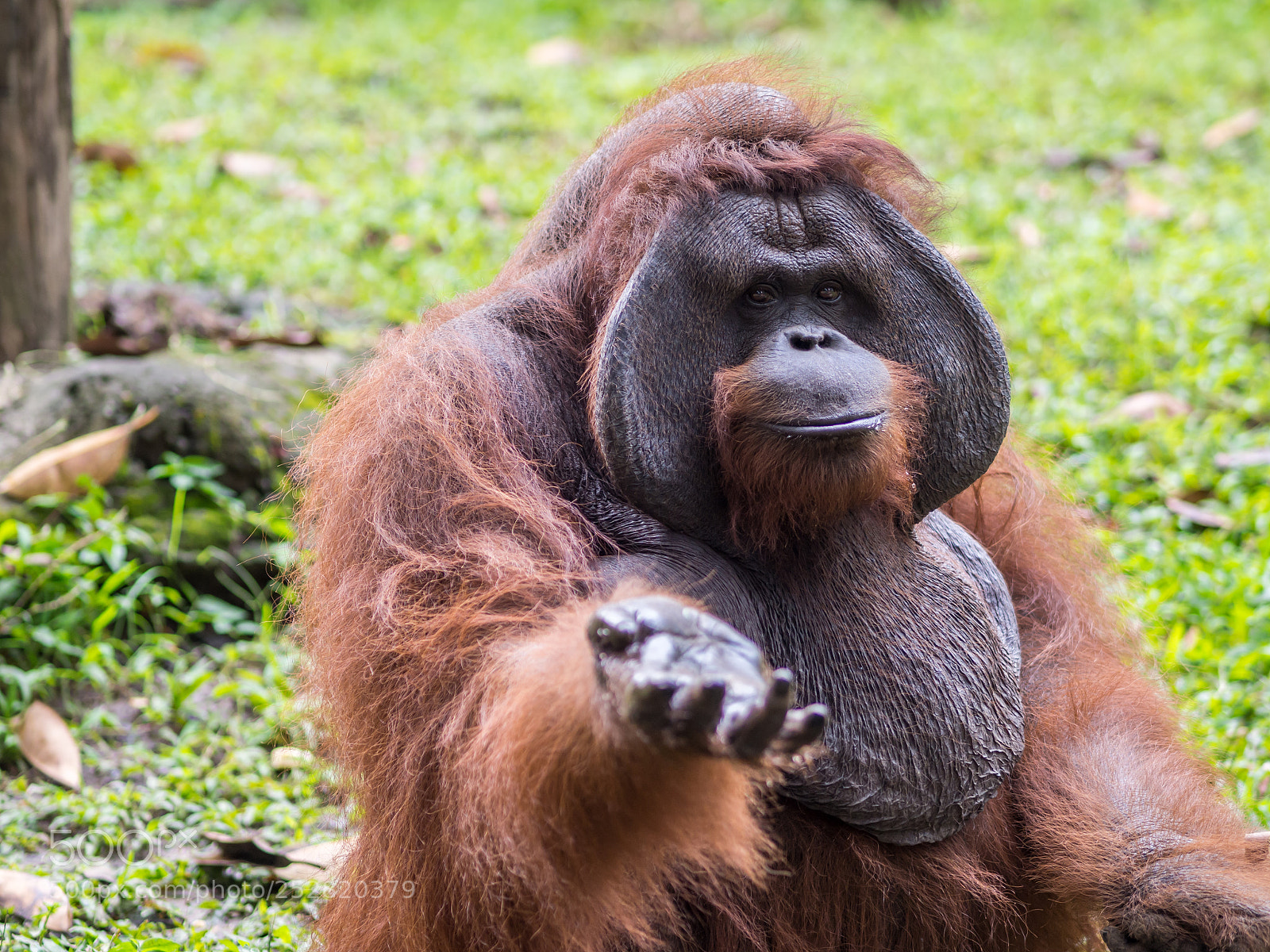 Olympus OM-D E-M10 II sample photo. Orang-utan demanding food at photography