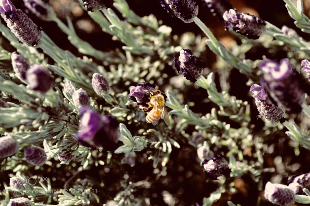 Nikon D3200 sample photo. Bee life photography