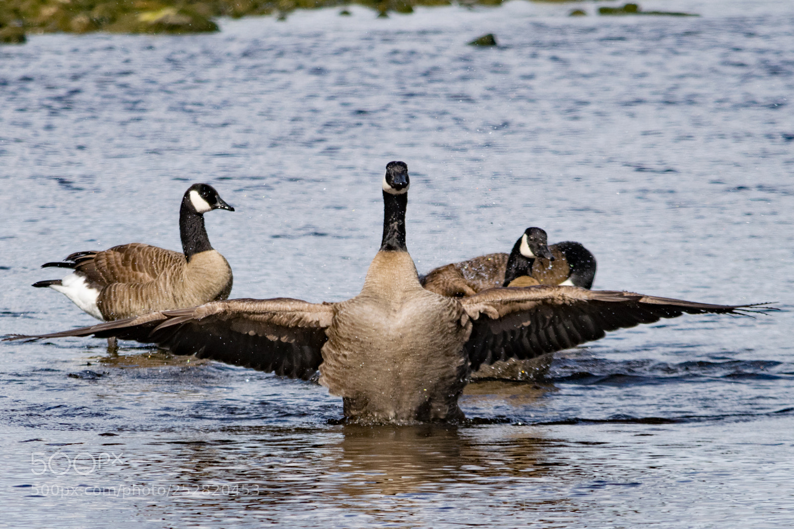 Nikon D5300 sample photo. You shall not pass! photography