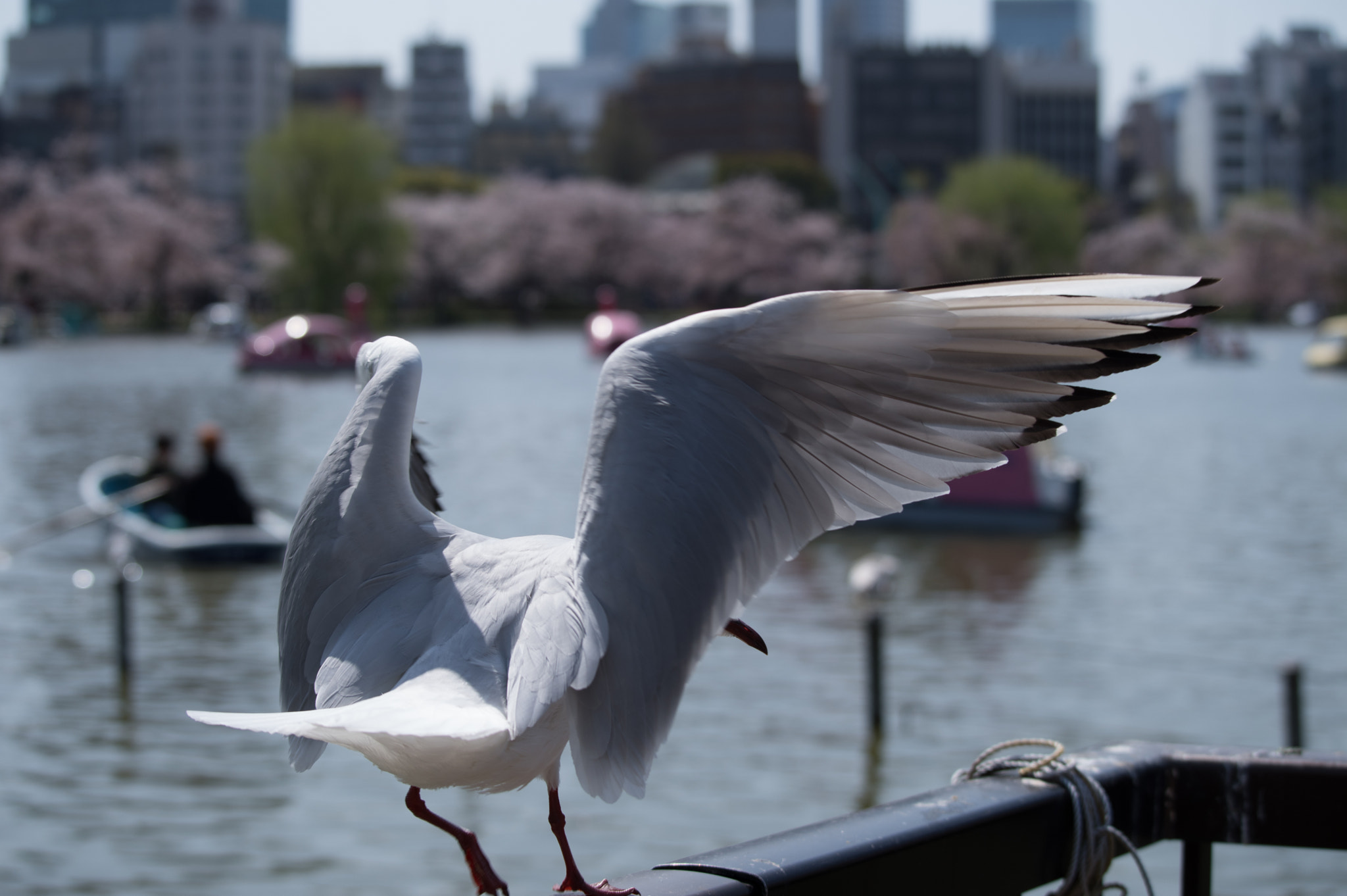 Pentax KP sample photo. Bird photography