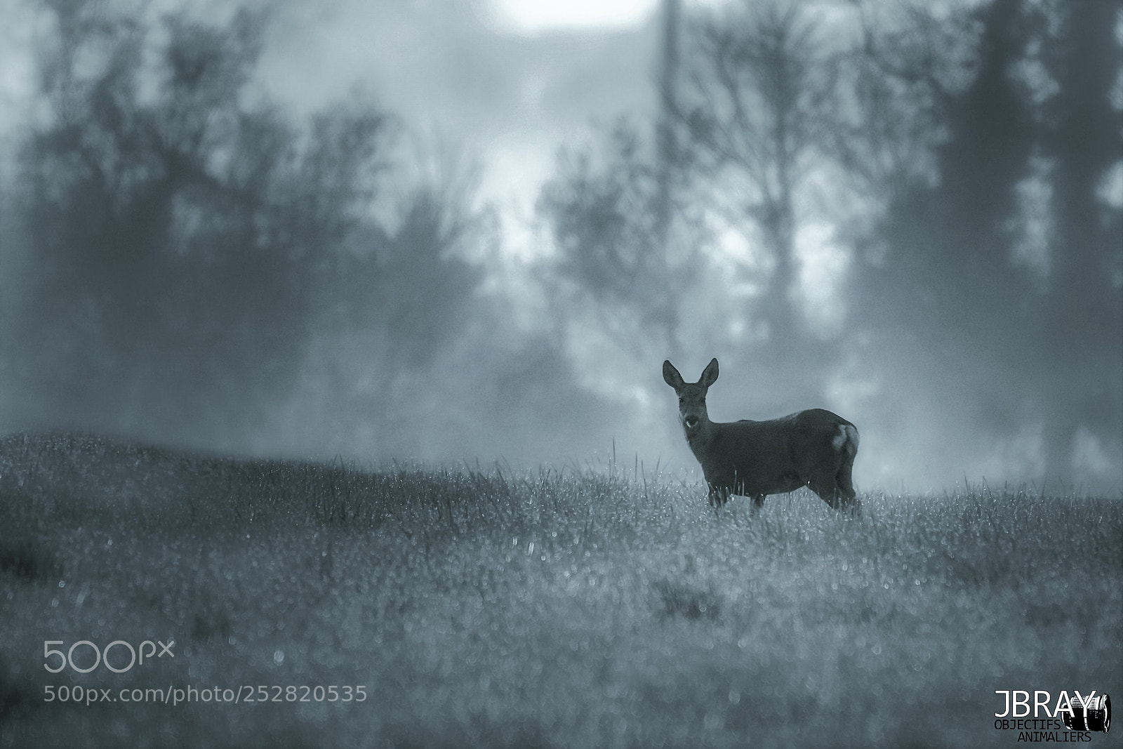 Nikon D7200 sample photo. Roe deer photography