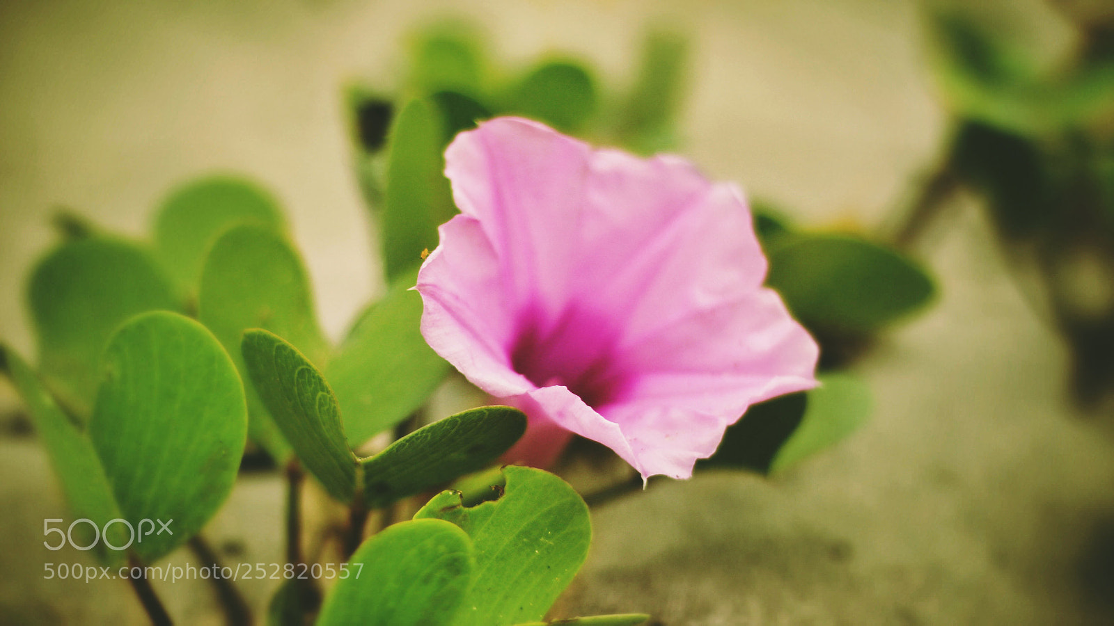 Canon EOS 700D (EOS Rebel T5i / EOS Kiss X7i) sample photo. Unknown flower photography