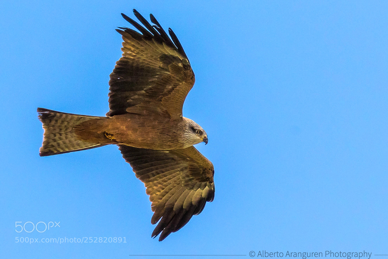 Canon EOS 7D Mark II sample photo. Milano real / red kite photography