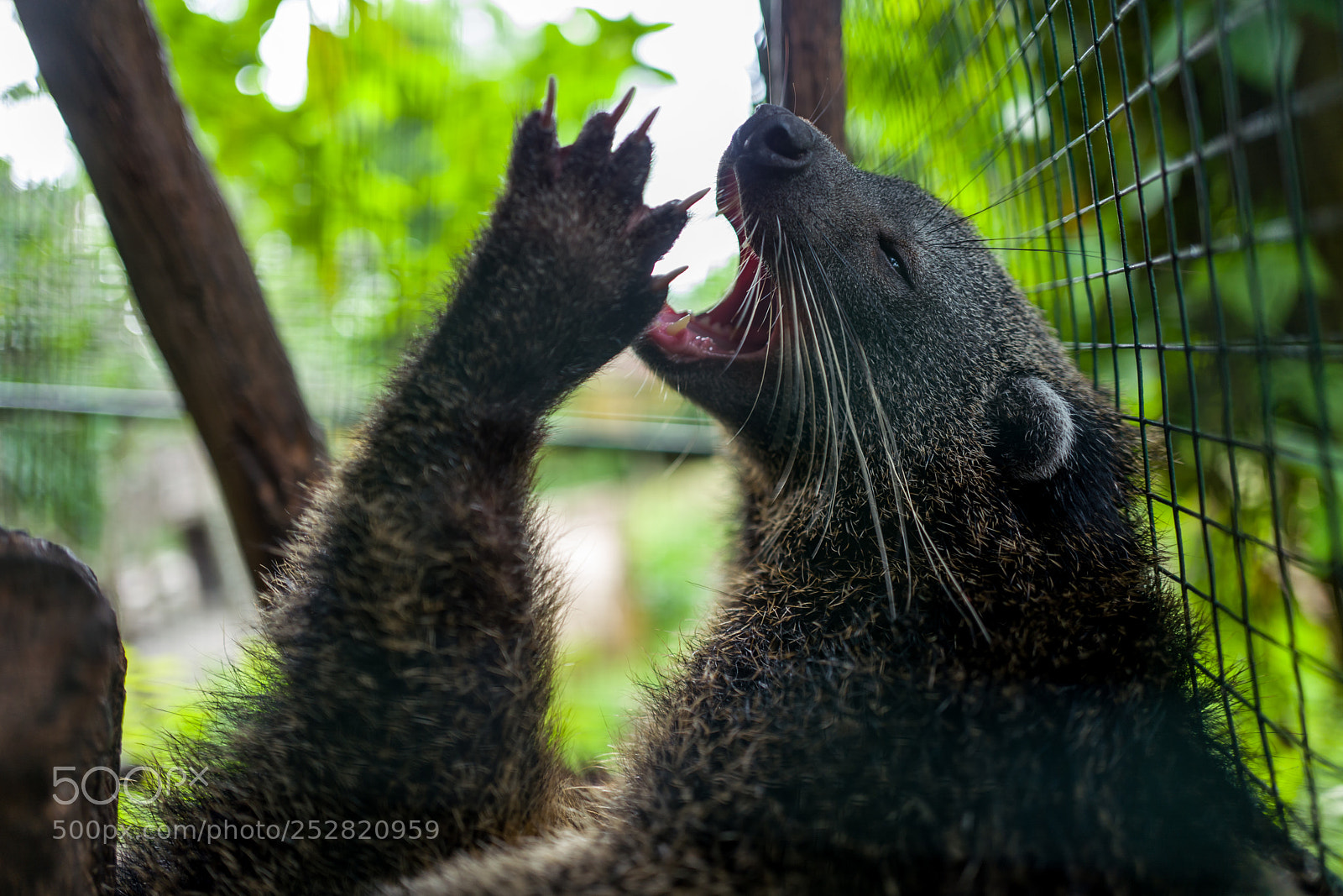 Leica Q (Typ 116) sample photo. Animal at bali zoo photography