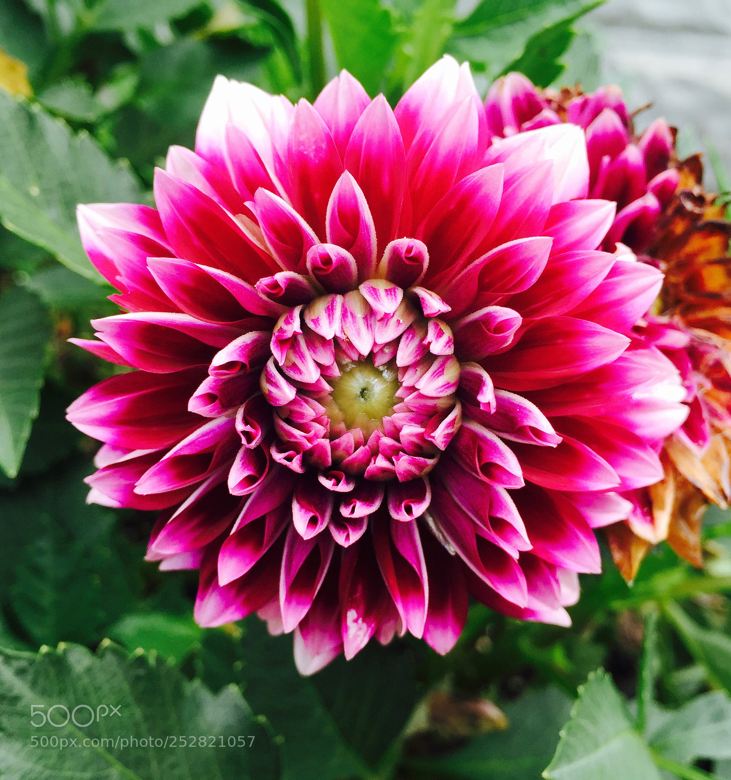 Apple iPhone 6 sample photo. Img photography