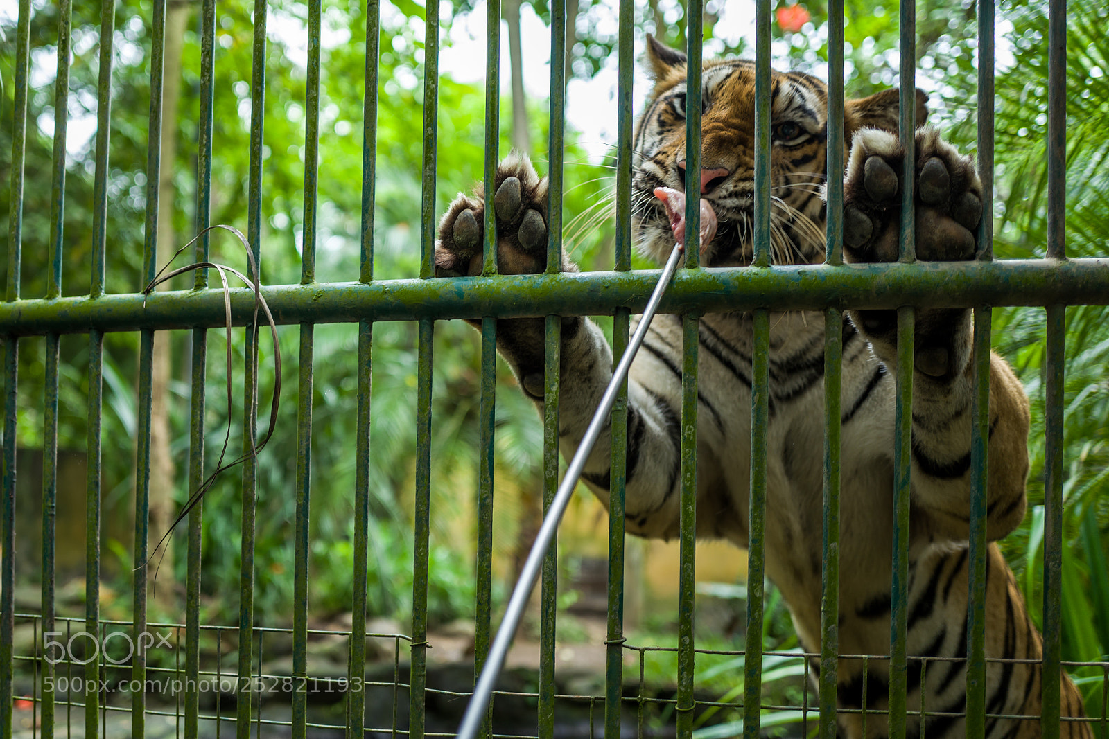 Leica Q (Typ 116) sample photo. Tiger feeding at bali photography