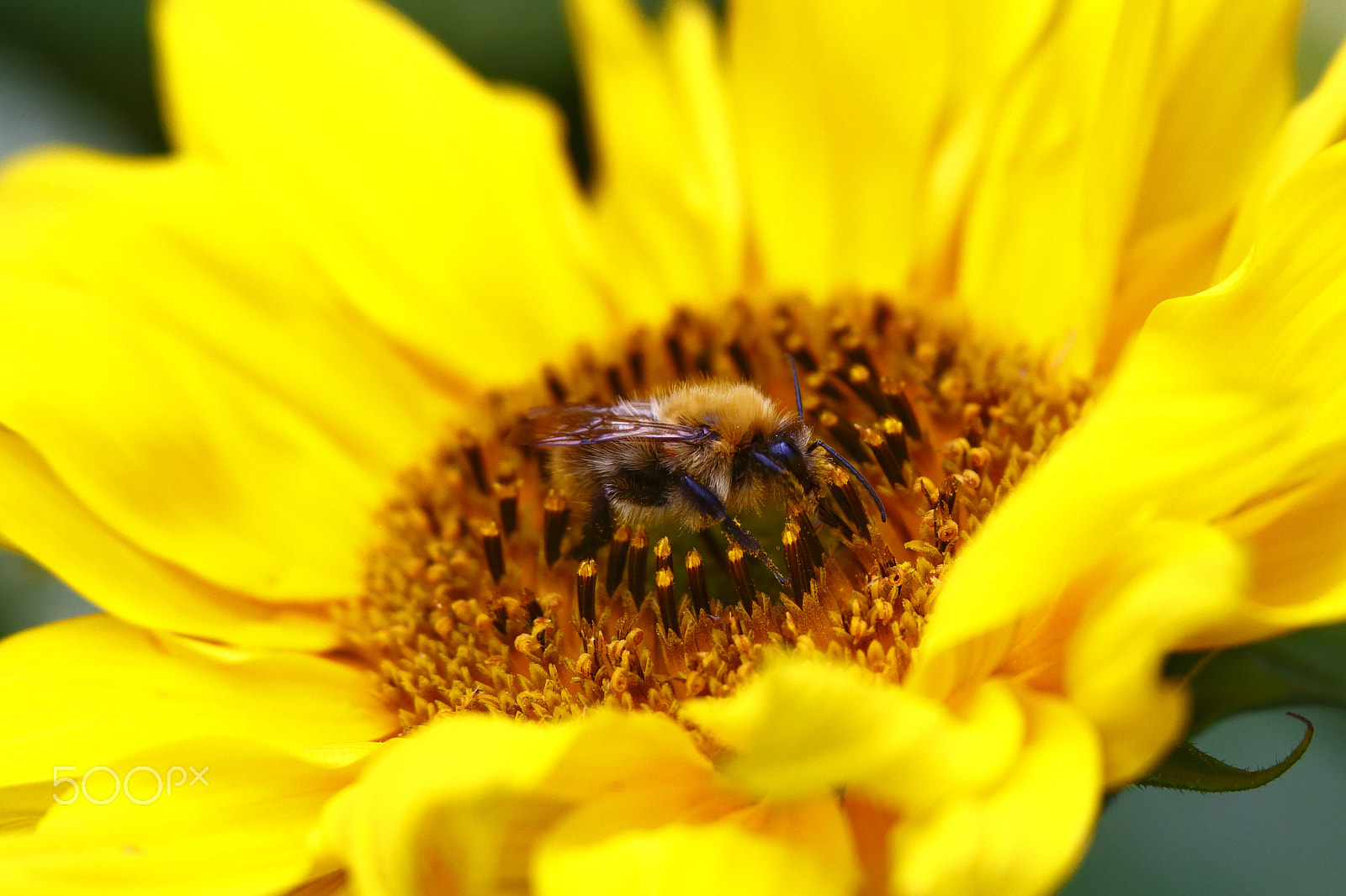 Canon EF 70-300mm F4-5.6 IS USM sample photo. Bee photography