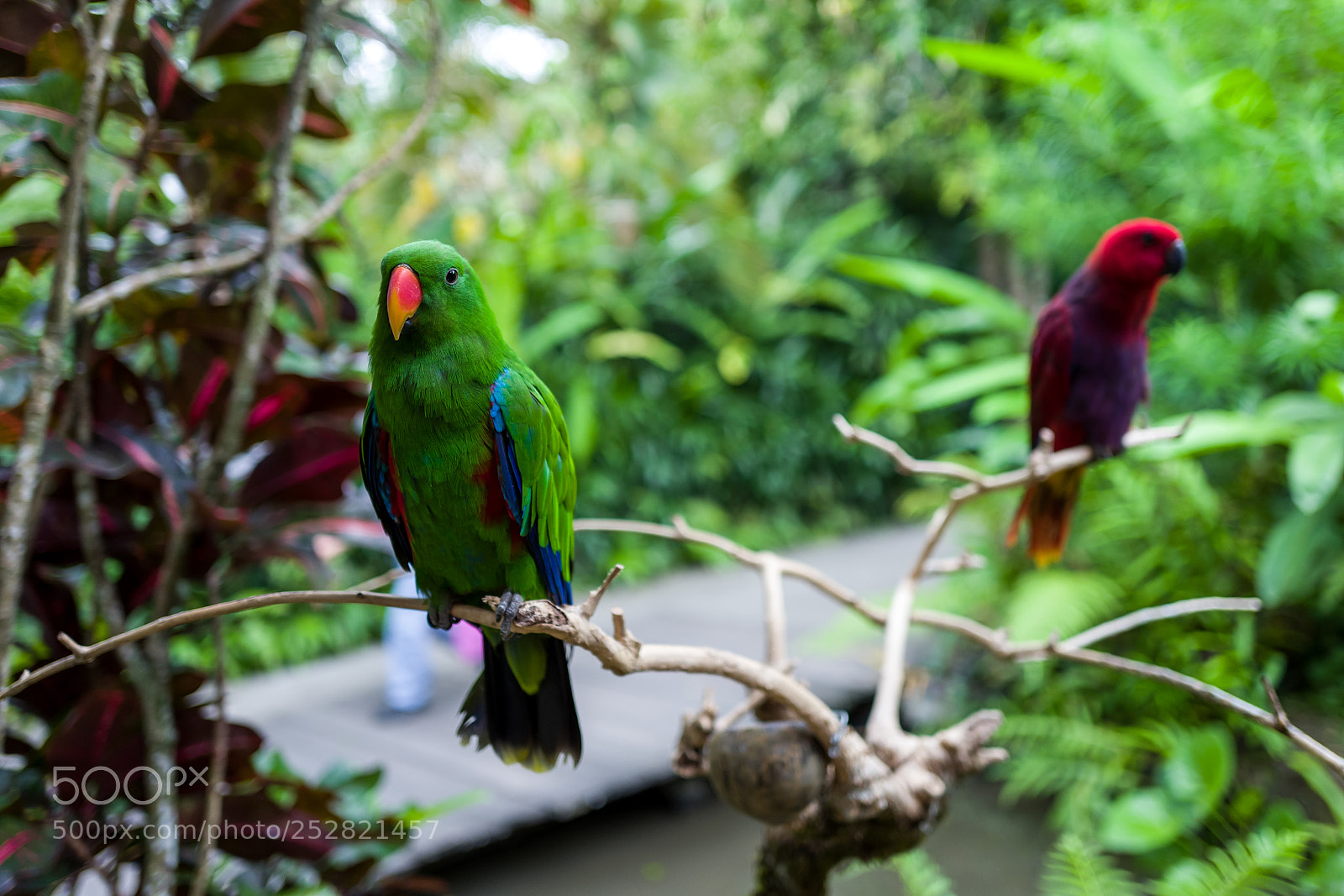 Leica Q (Typ 116) sample photo. A green parrot at photography