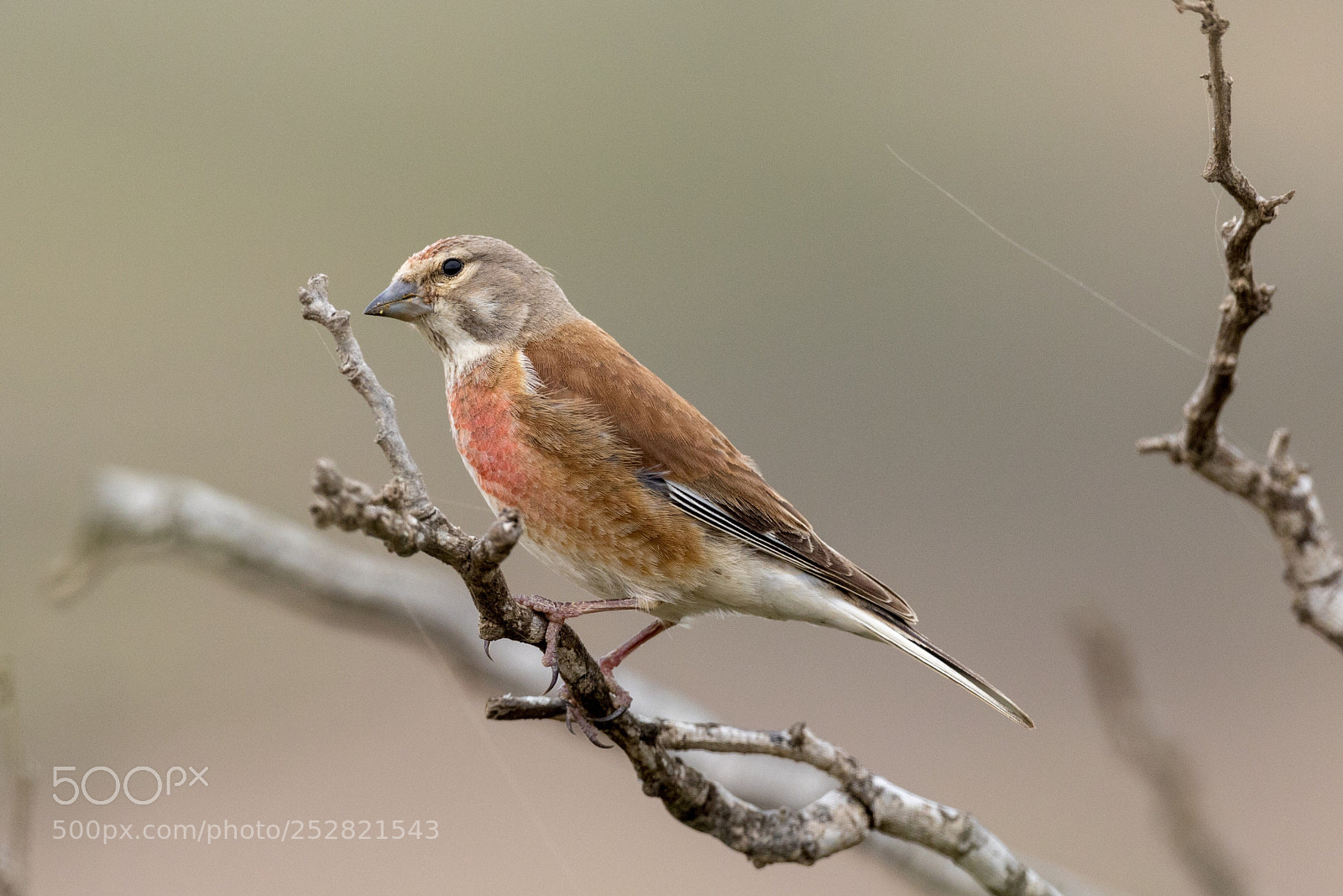 Canon EOS 5D Mark IV sample photo. A common linnet photography