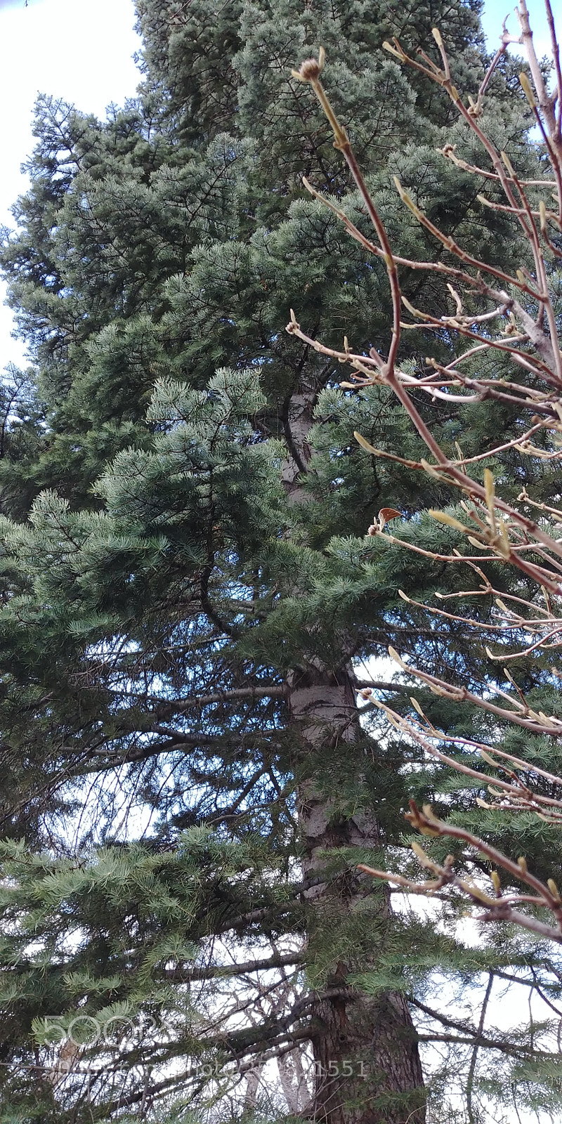 LG G6 sample photo. Untitled photography