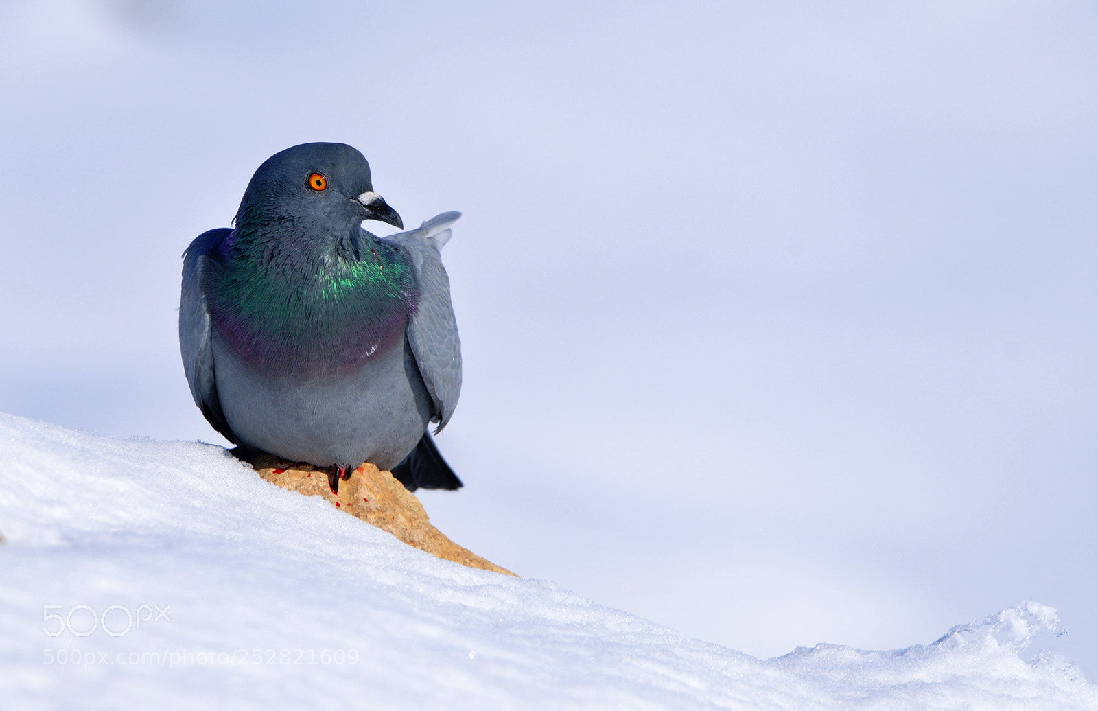 Nikon D800 sample photo. Injured pigeon photography