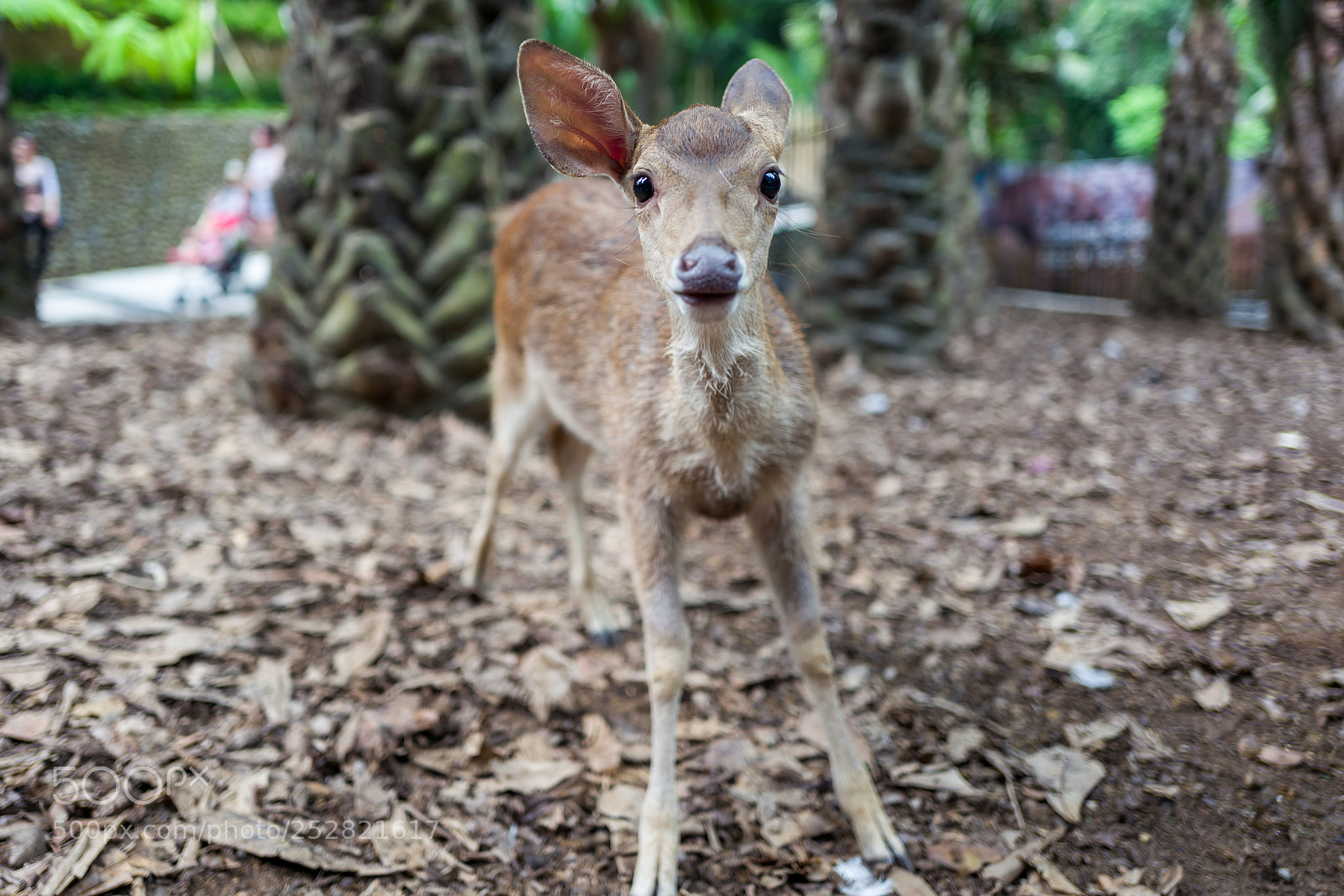 Leica Q (Typ 116) sample photo. Deer at bali zoo photography