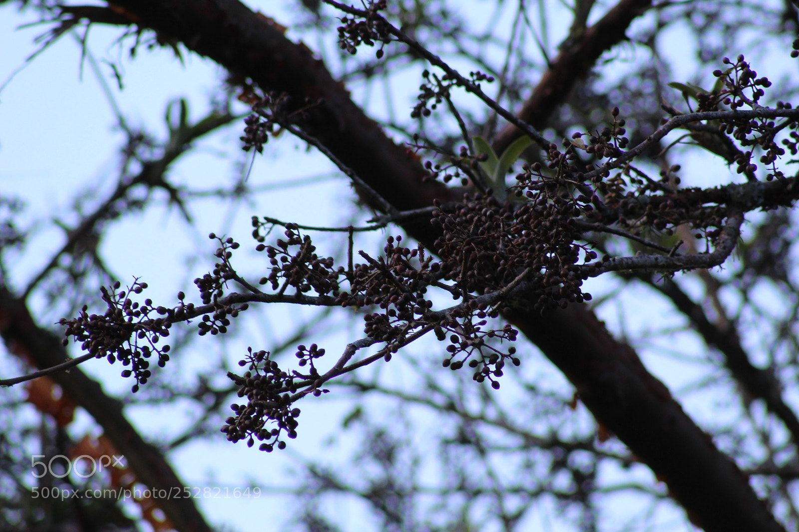 Canon EF 75-300mm f/4-5.6 sample photo. Img photography