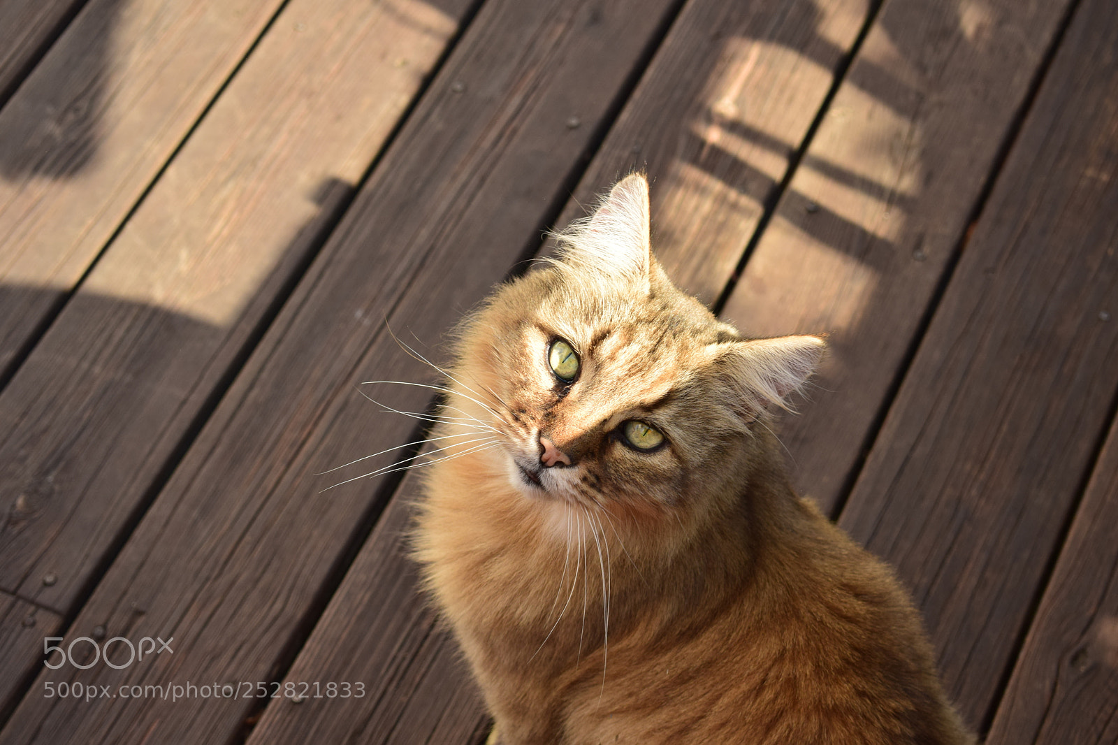 Nikon D5300 sample photo. Julius photography