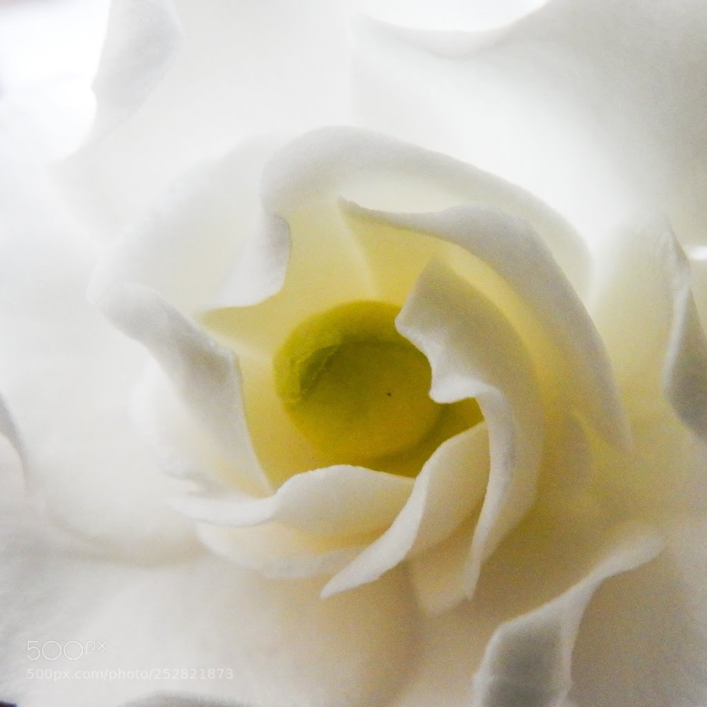 Nikon Coolpix S9900 sample photo. Gardenia photography