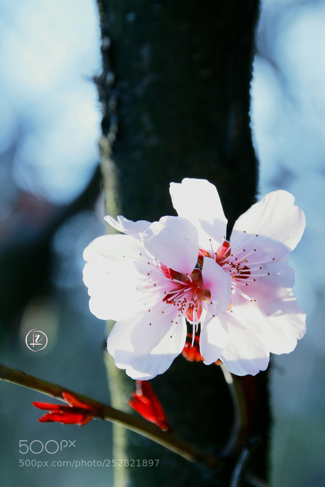 Canon EOS 100D (EOS Rebel SL1 / EOS Kiss X7) sample photo. Magnolia photography